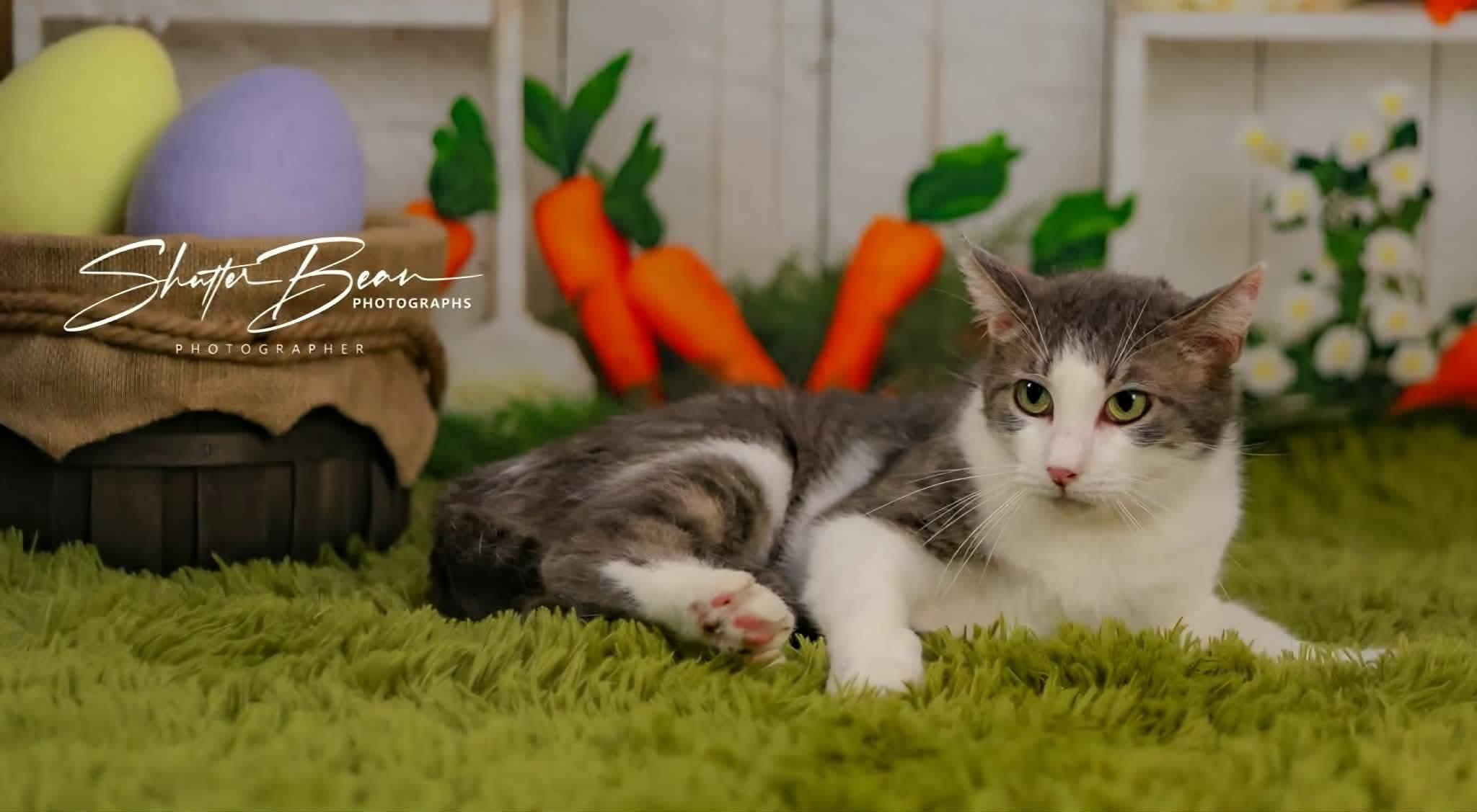 Enlarge Kirsche, a ADOPTABLE mixed breed in Greensburg, PA image 3/6