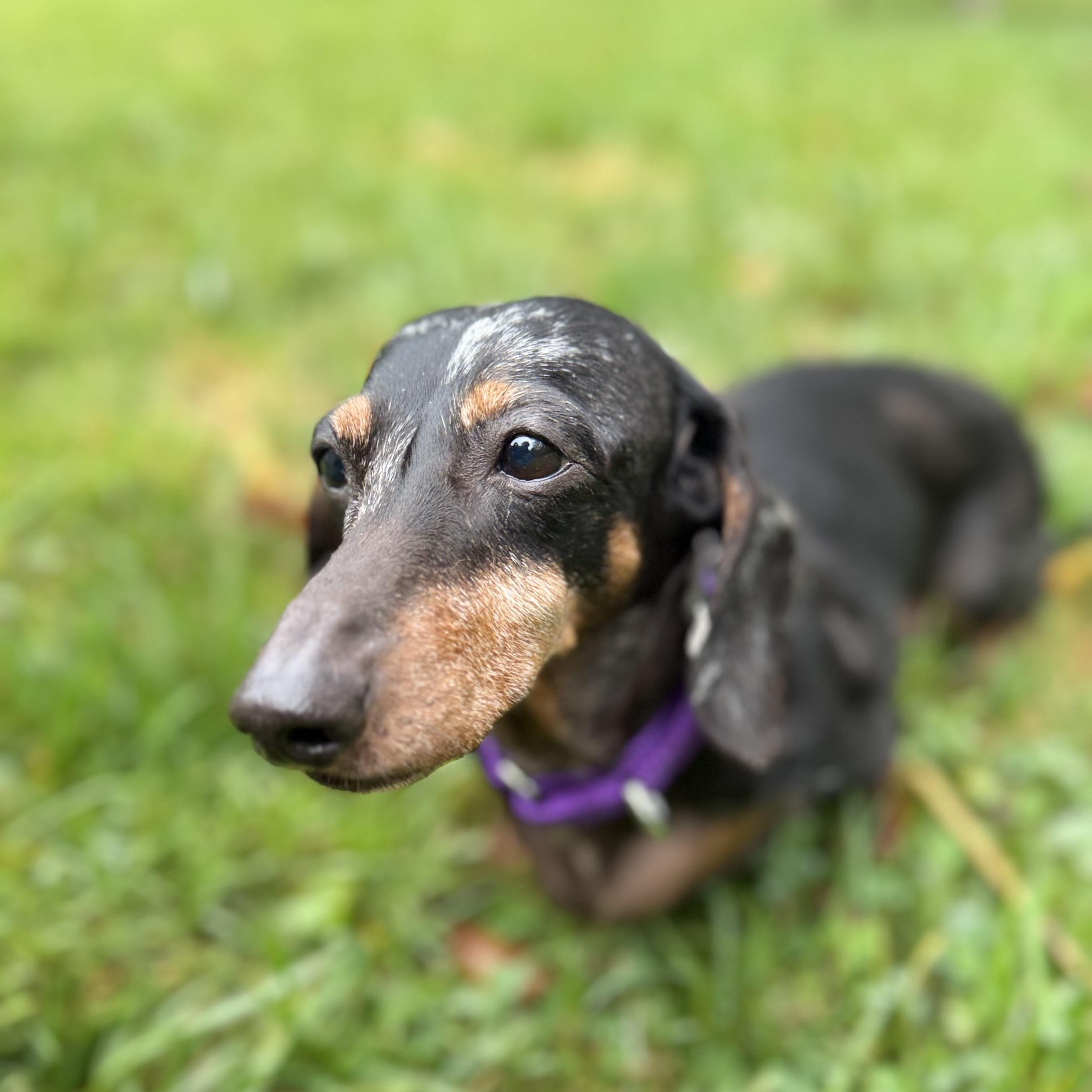 Enlarge Martha, a Adopted Dachshund in Mendham, NJ image 3/3