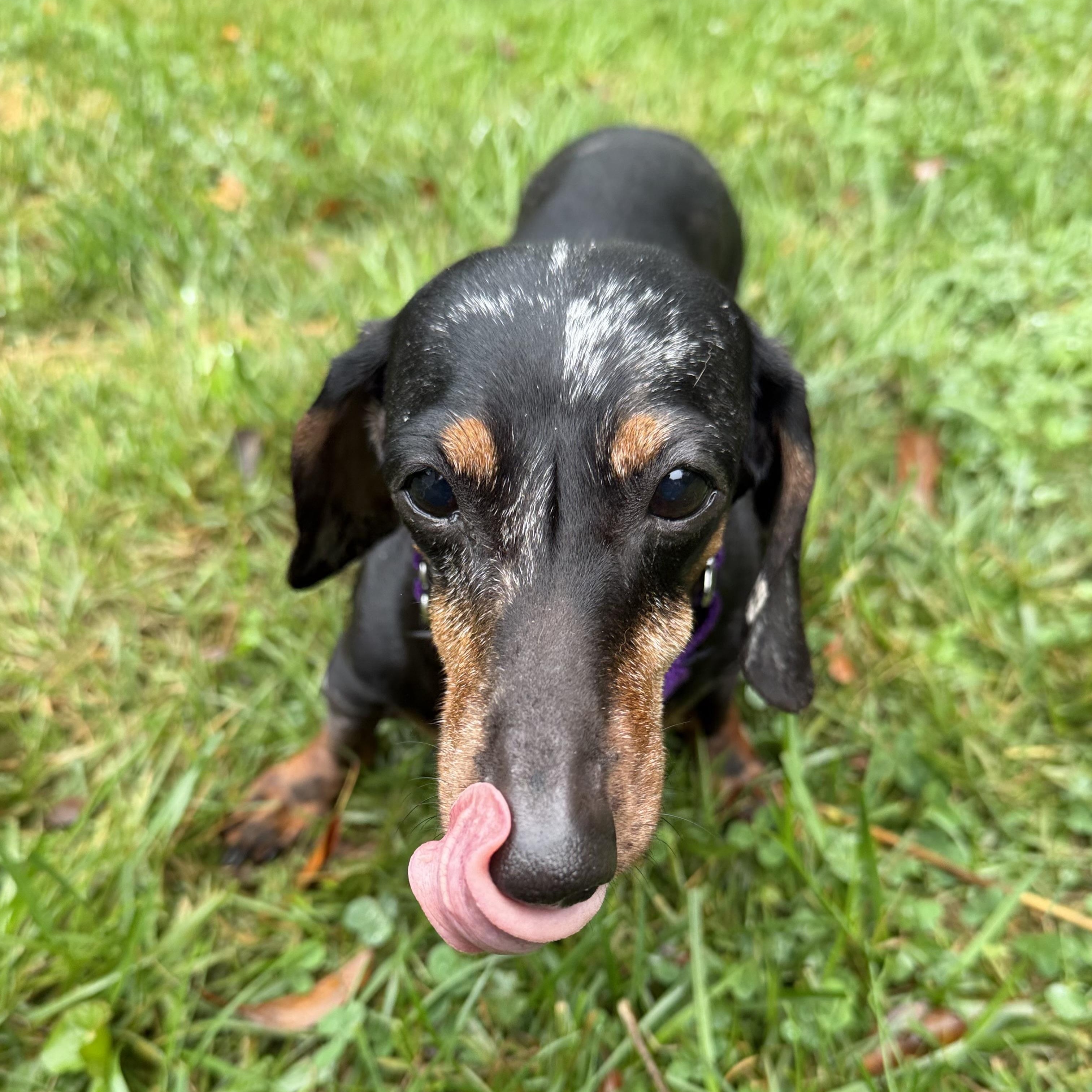 Enlarge Martha, a Adopted Dachshund in Mendham, NJ image 2/3