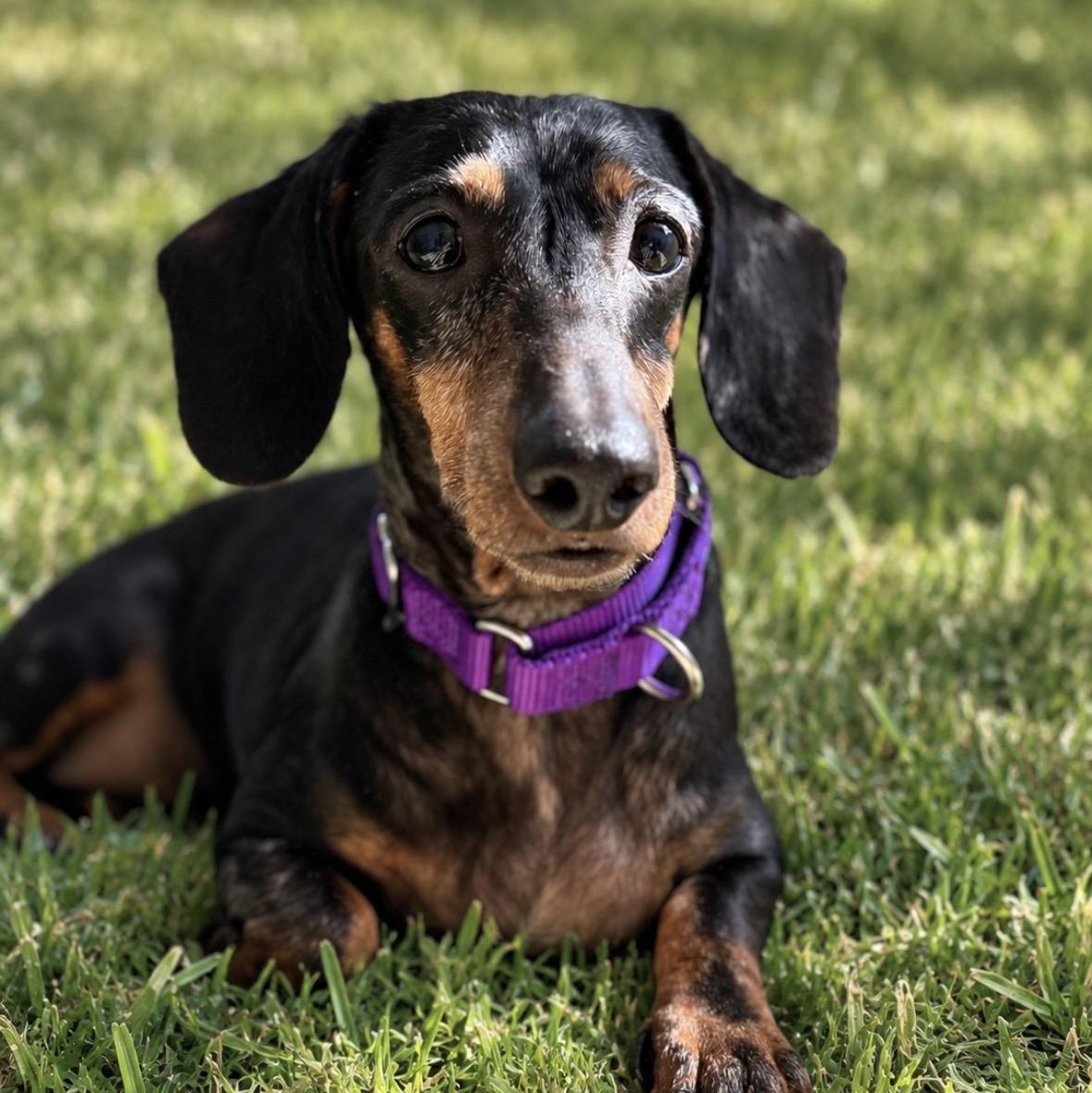 Enlarge Martha, a Adopted Dachshund in Mendham, NJ image 1/3