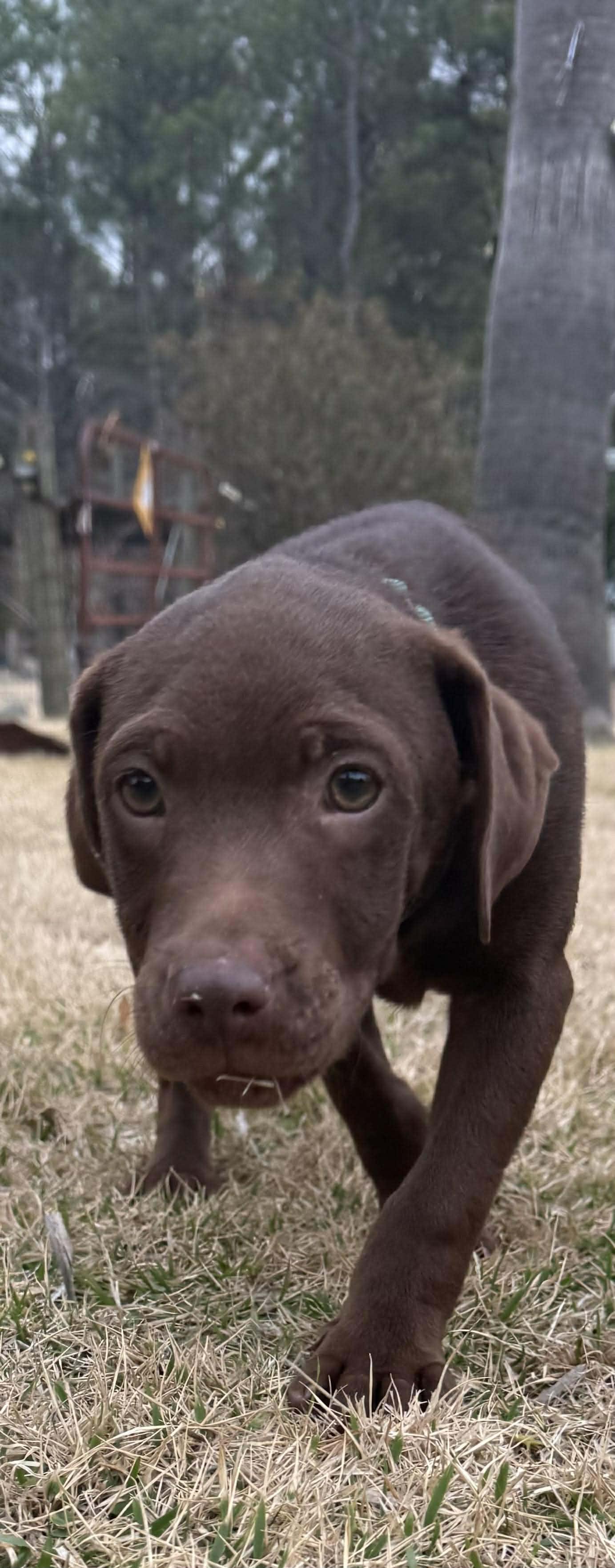 Winston, an adopted mixed breed in Ocean Springs, MS image 3/5
