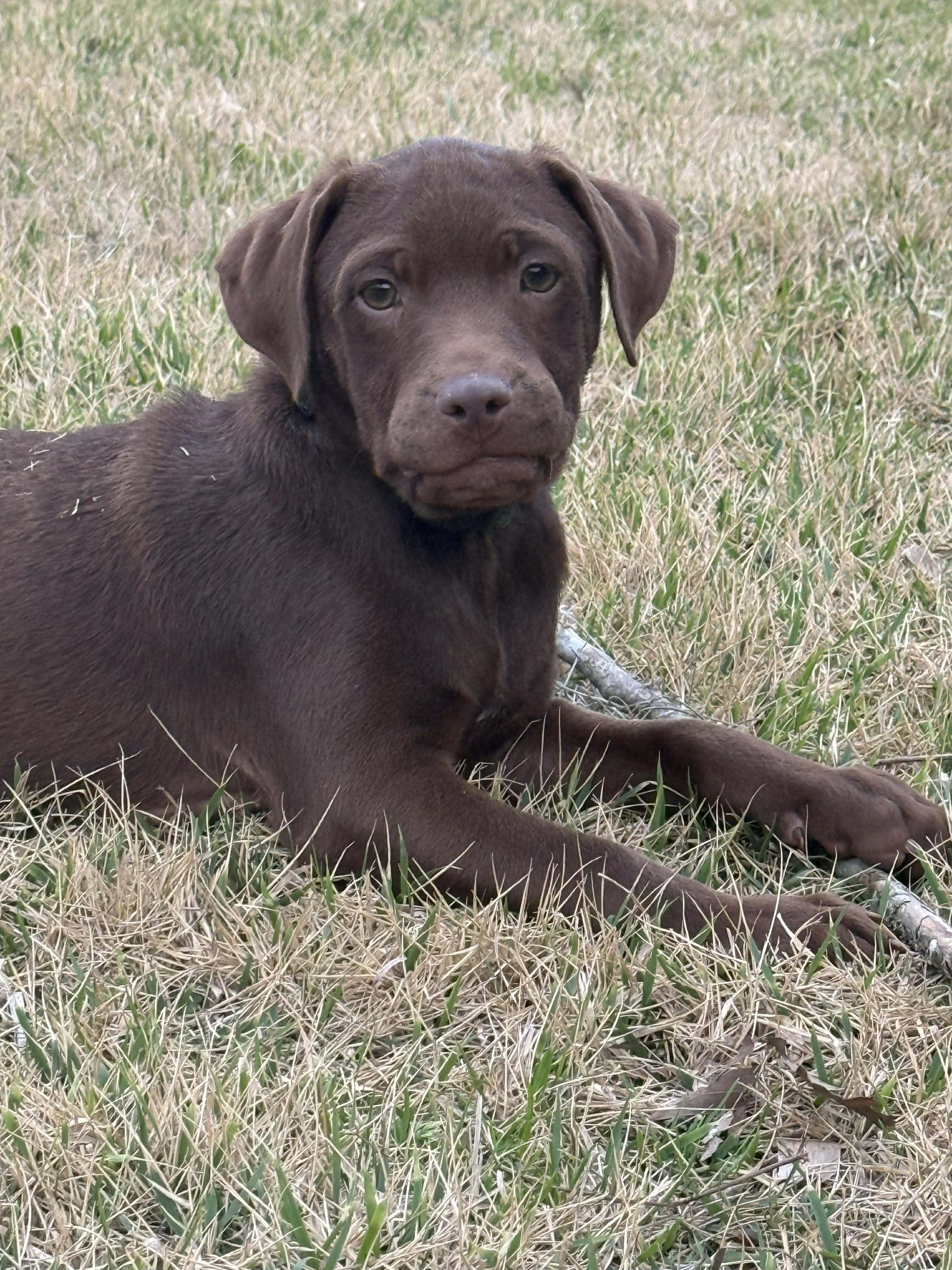 Winston, an adopted mixed breed in Ocean Springs, MS image 2/5