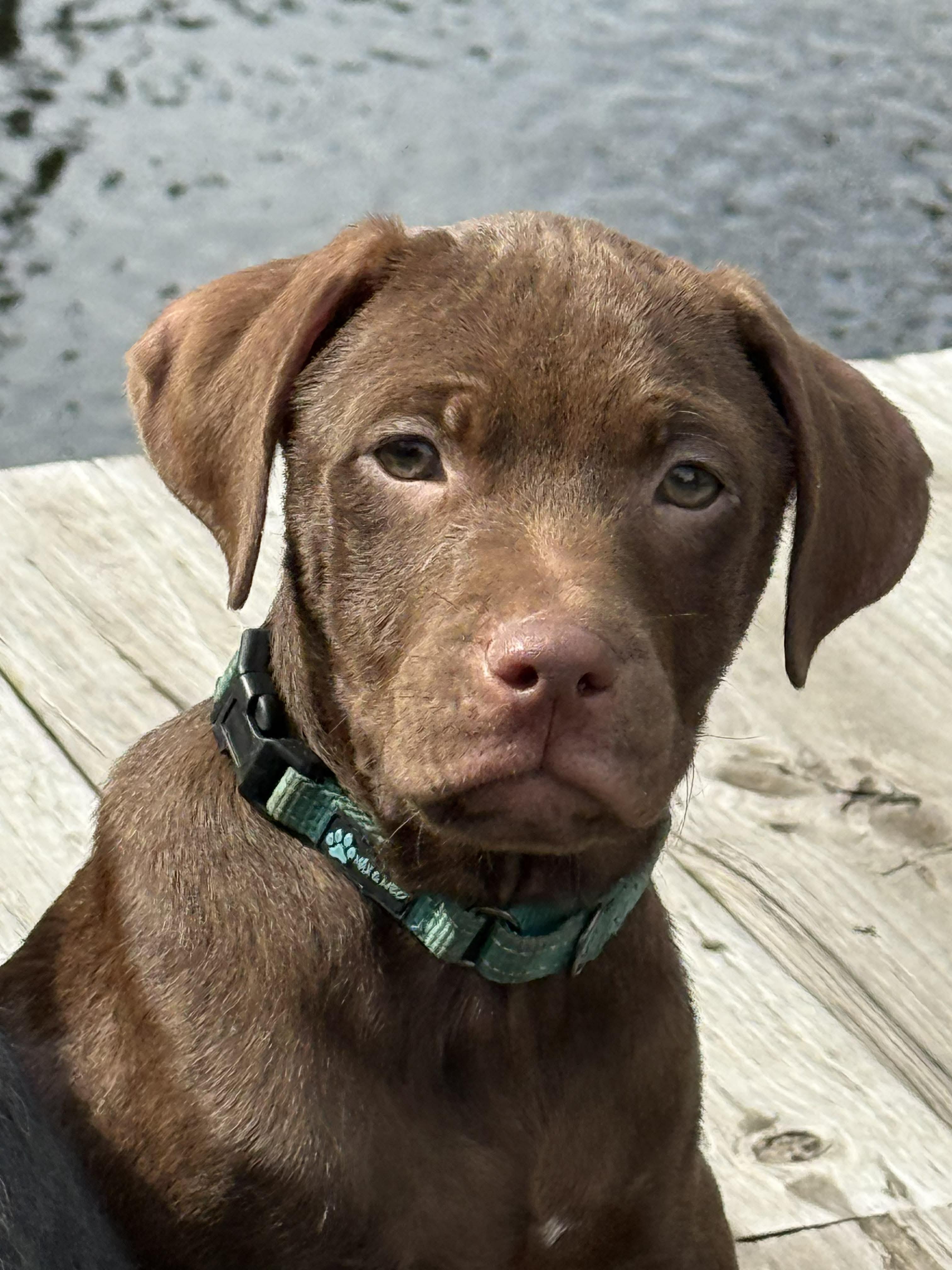 Winston, an adopted mixed breed in Ocean Springs, MS image 1/5