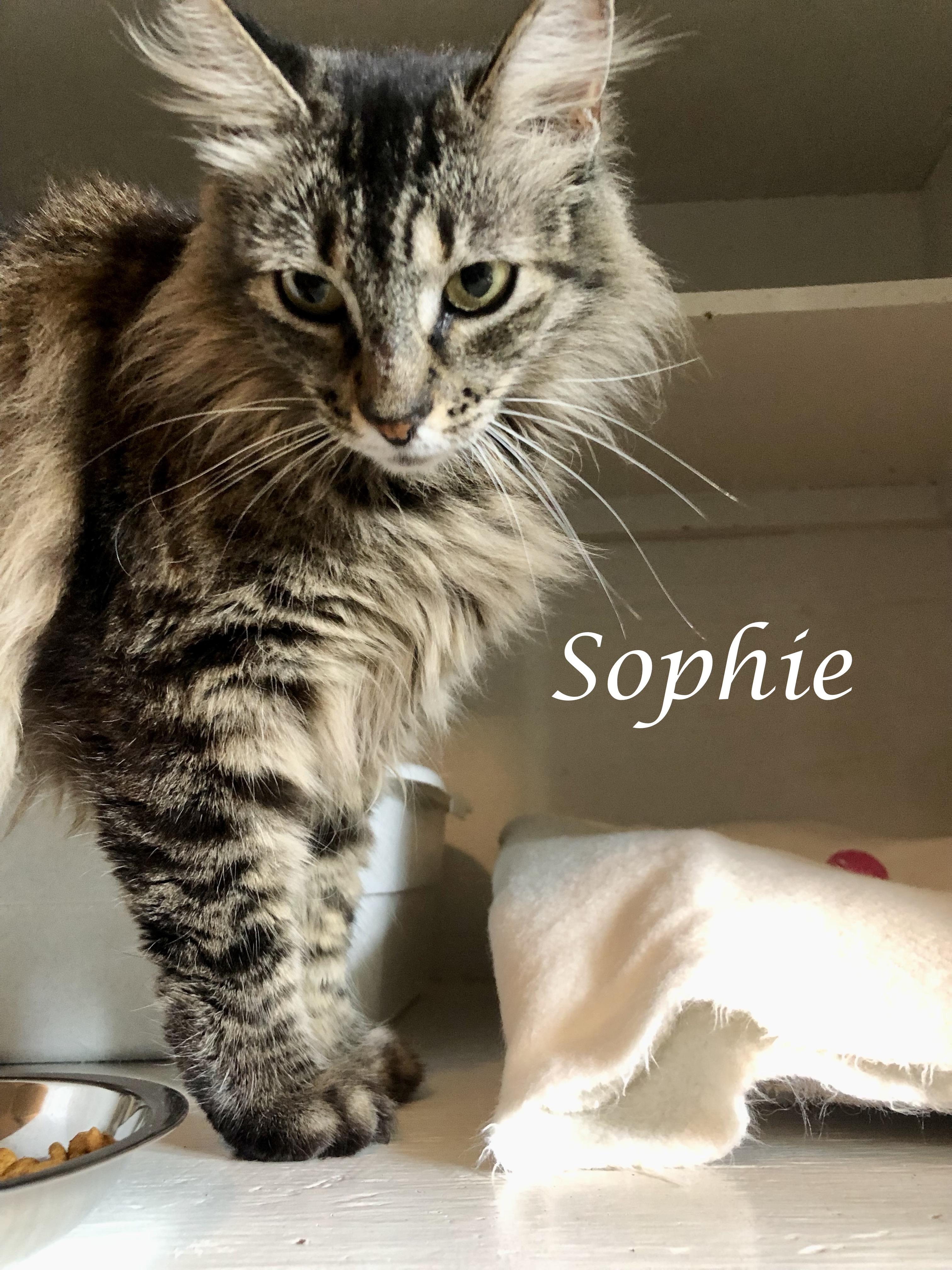 Sweet SOPHIE, a ADOPTABLE Tabby in Monrovia, CA image 3/6