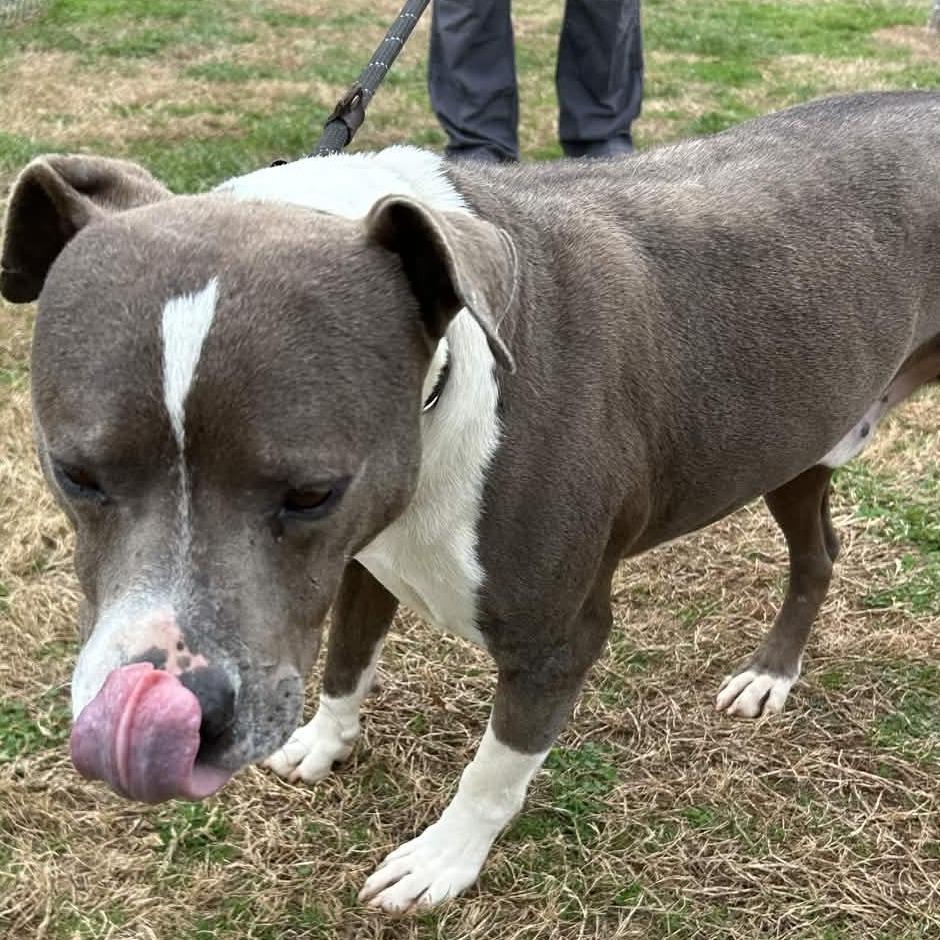 Butch, Adoptable, Adult Male American Staffordshire Terrier.