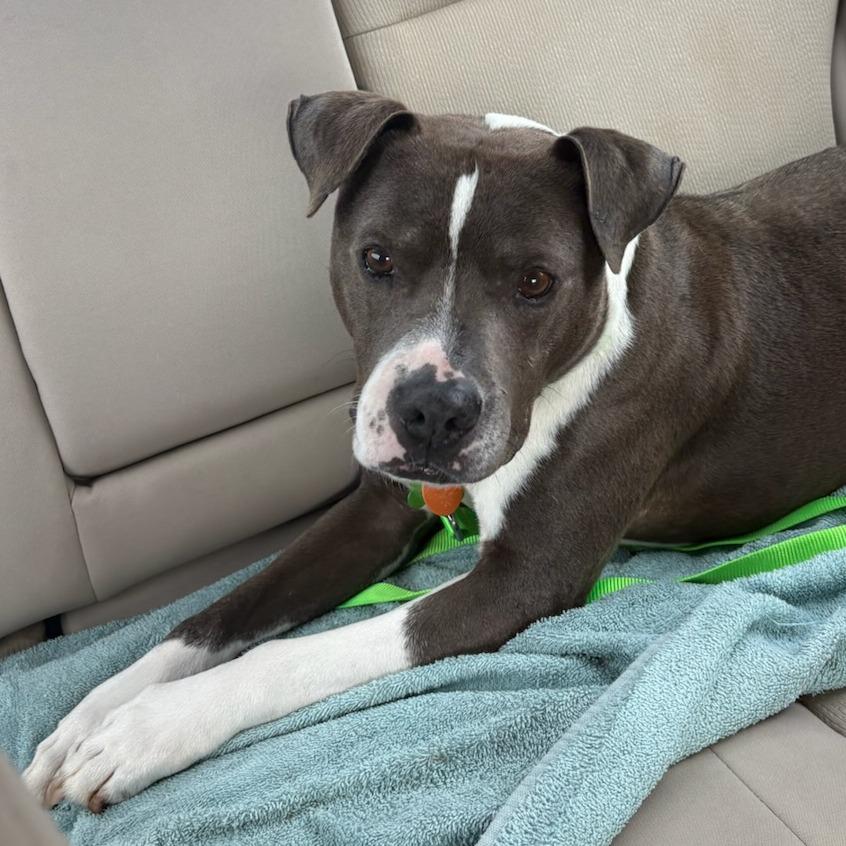 Enlarge Butch, a Adoptable mixed breed in Greenville, SC image 2/6