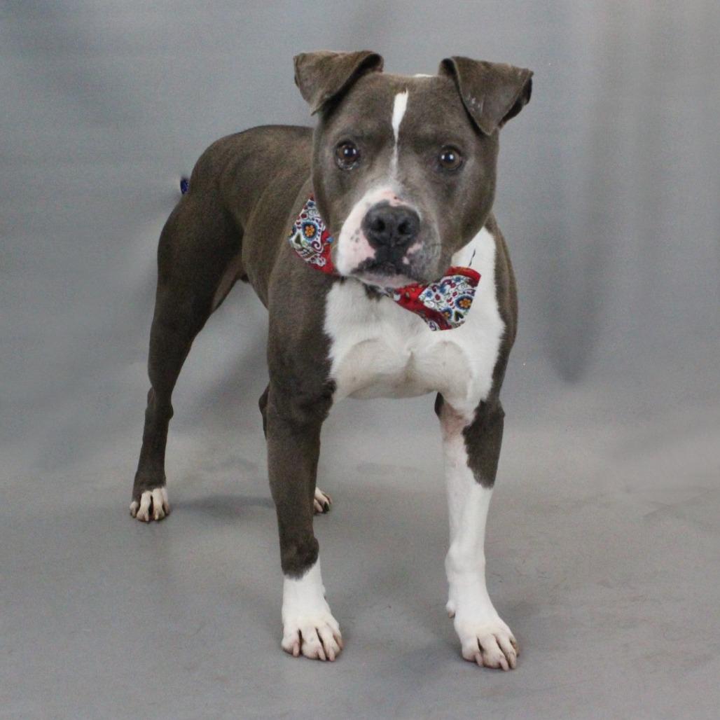 Enlarge Butch, a Adoptable mixed breed in Greenville, SC image 2/6