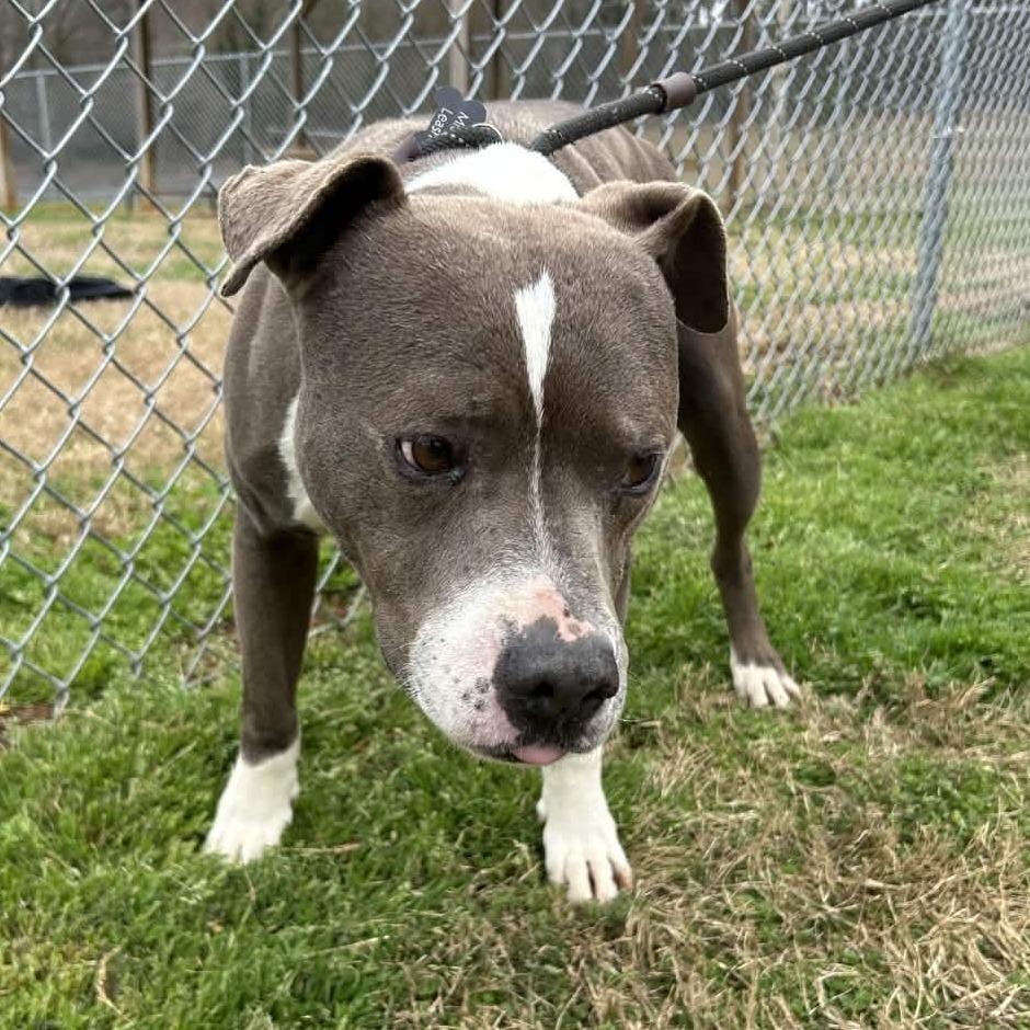 Enlarge Butch, a Adoptable mixed breed in Greenville, SC image 3/6