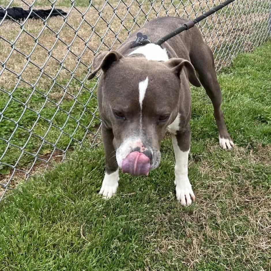 Enlarge Butch, a Adoptable mixed breed in Greenville, SC image 4/6