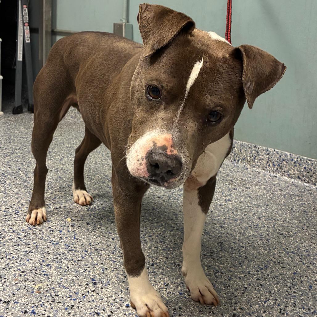 Enlarge Butch, a Adoptable mixed breed in Greenville, SC image 5/6