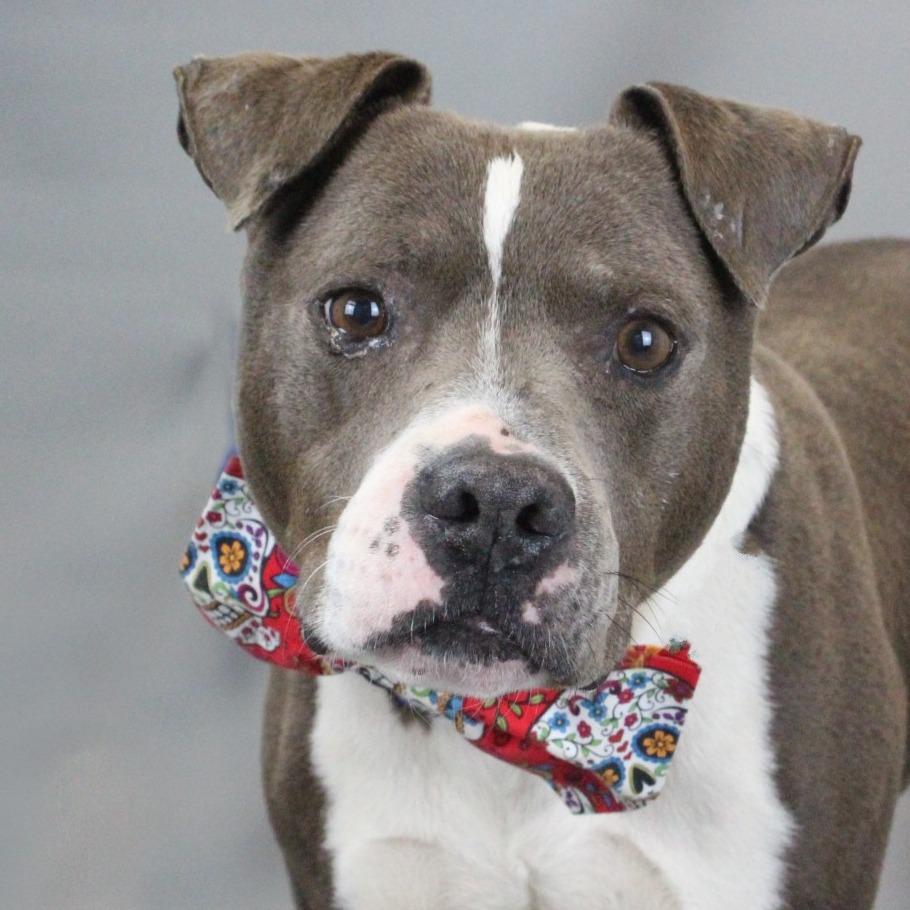 Enlarge Butch, a Adoptable mixed breed in Greenville, SC image 6/6