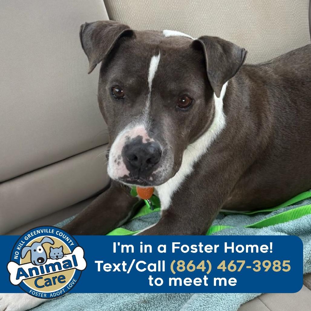Enlarge Butch, a Adoptable mixed breed in Greenville, SC image 6/6