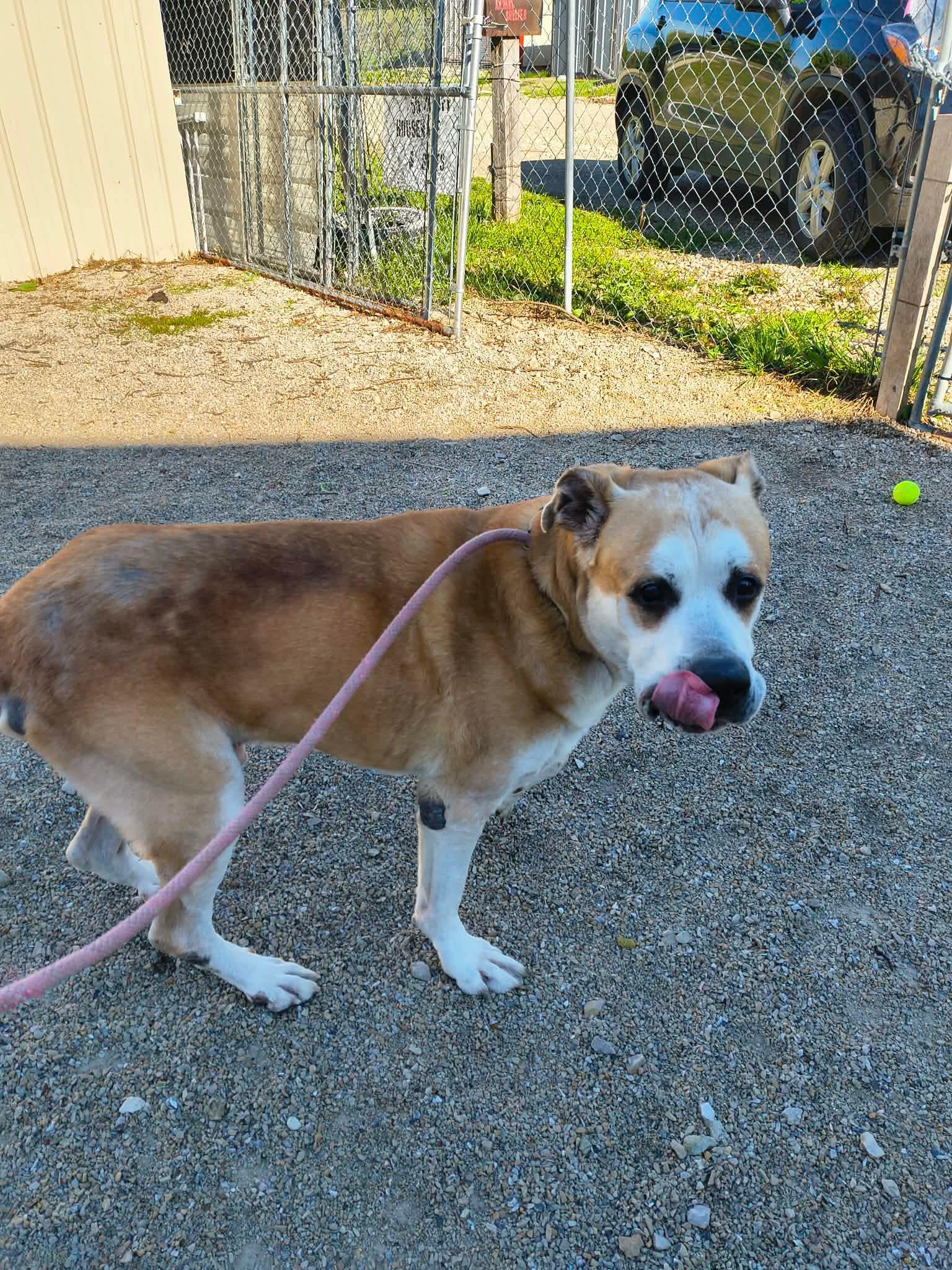 Pancho, Adoptable, Senior Male Anatolian Shepherd & Great Pyrenees.