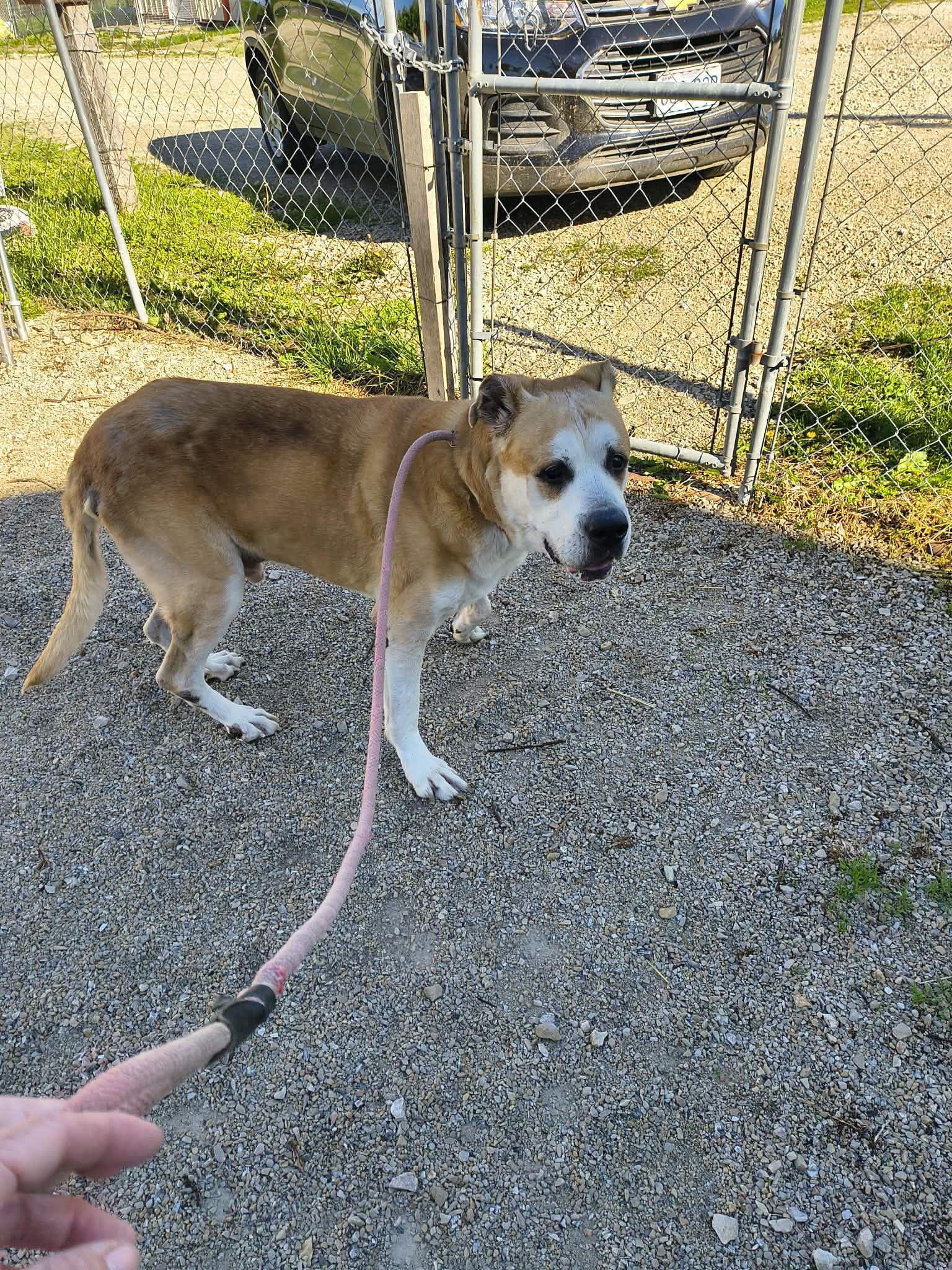 Enlarge Pancho, a Adoptable mixed breed in Stover, MO image 2/3