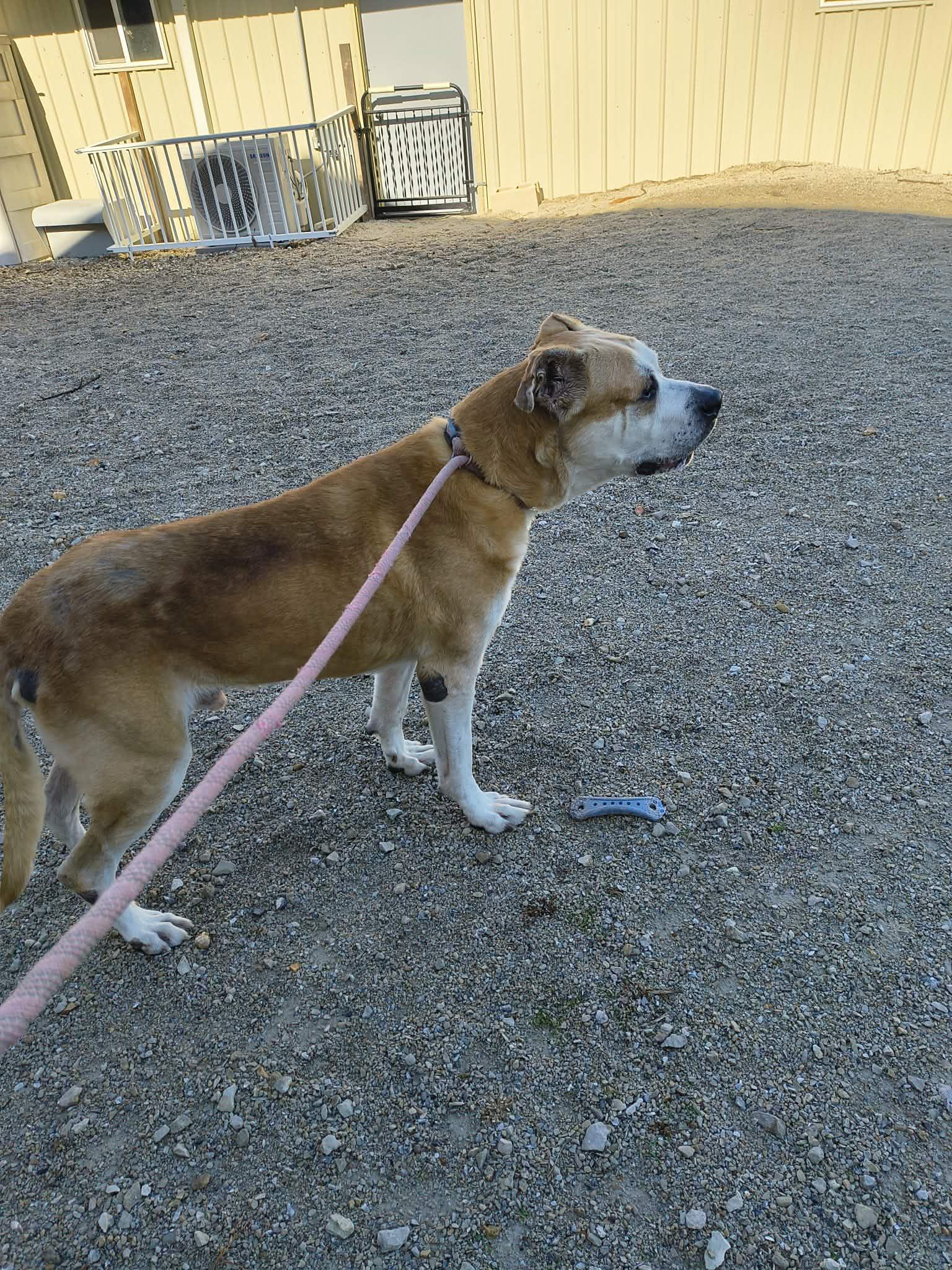 Enlarge Pancho, a Adoptable mixed breed in Stover, MO image 3/3