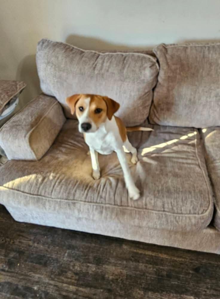 Enlarge Lily, a Adoptable mixed breed in Randolph, AL image 1/5