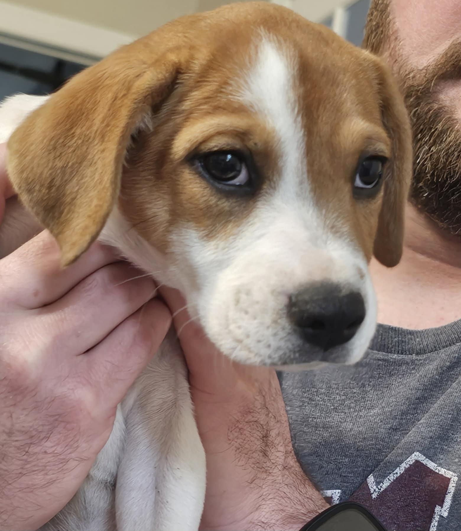 Enlarge Lily, a Adoptable mixed breed in Randolph, AL image 3/5