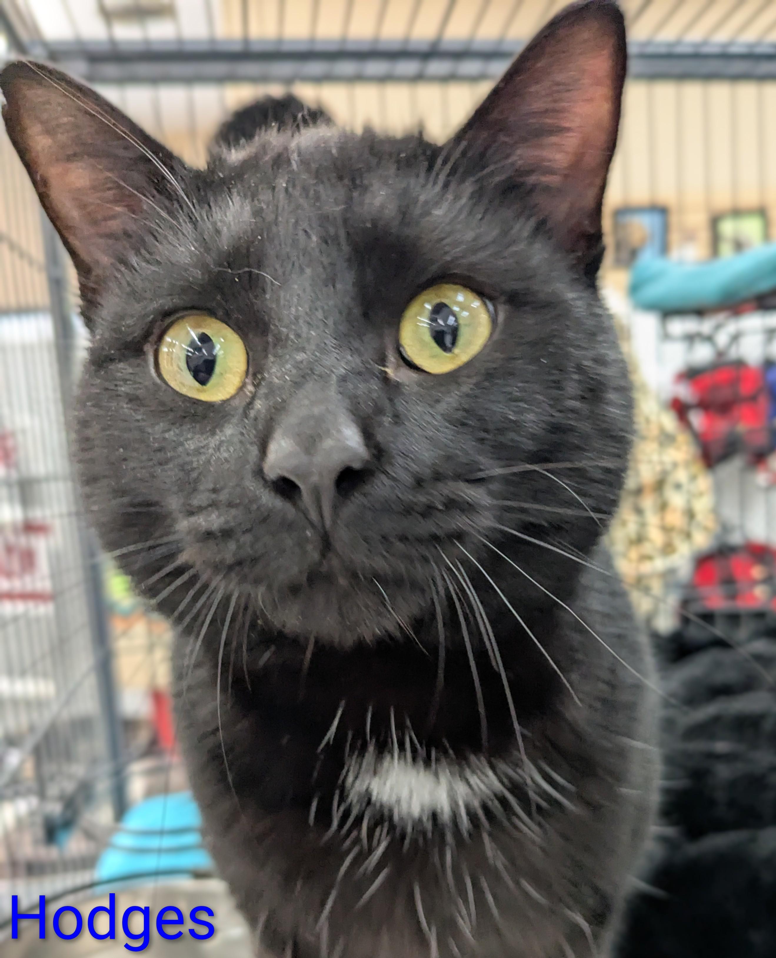 Hodges, a ADOPTABLE Domestic Short Hair in St Catharines, ON image 2/2