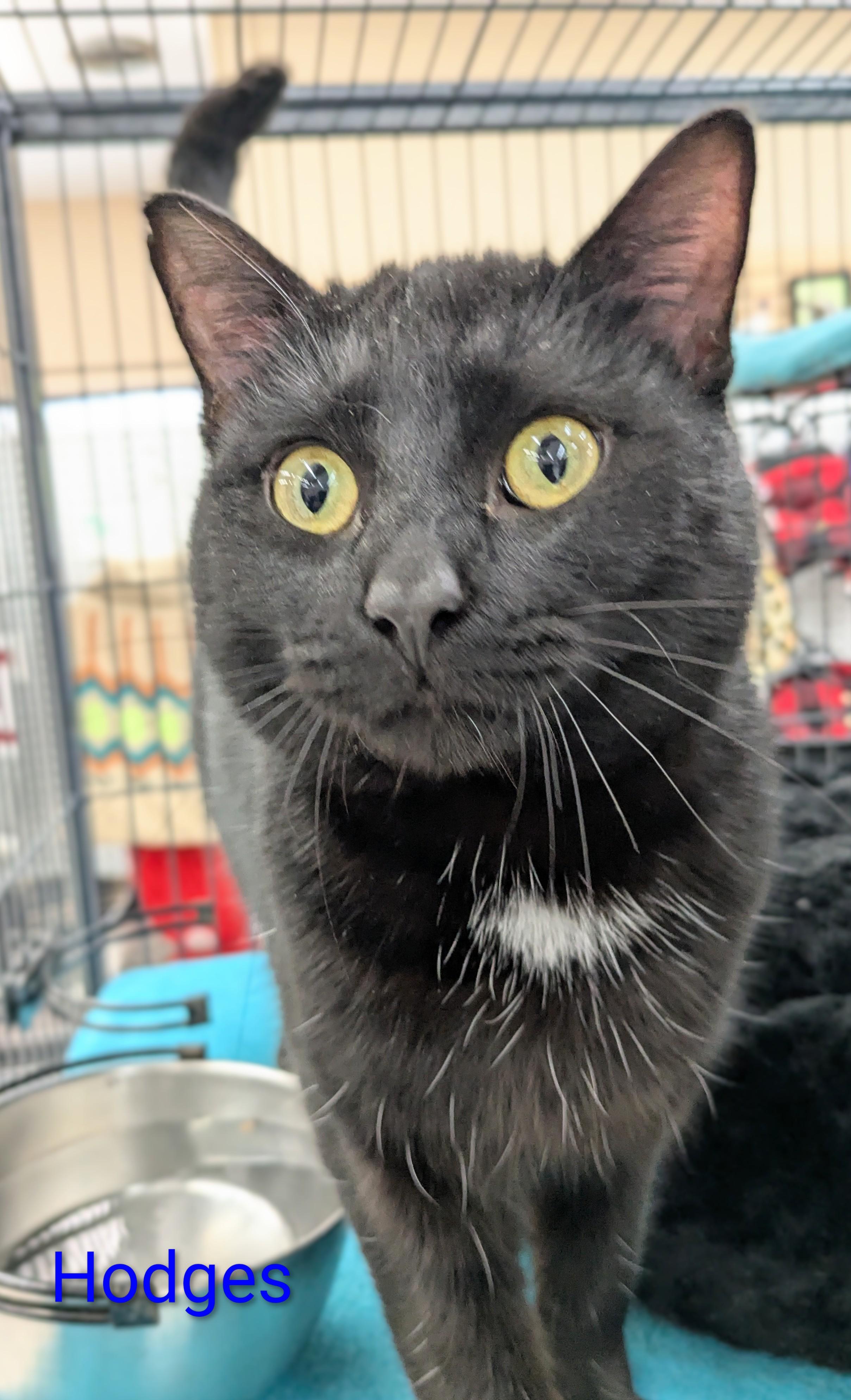 Hodges, a ADOPTABLE Domestic Short Hair in St Catharines, ON image 1/2