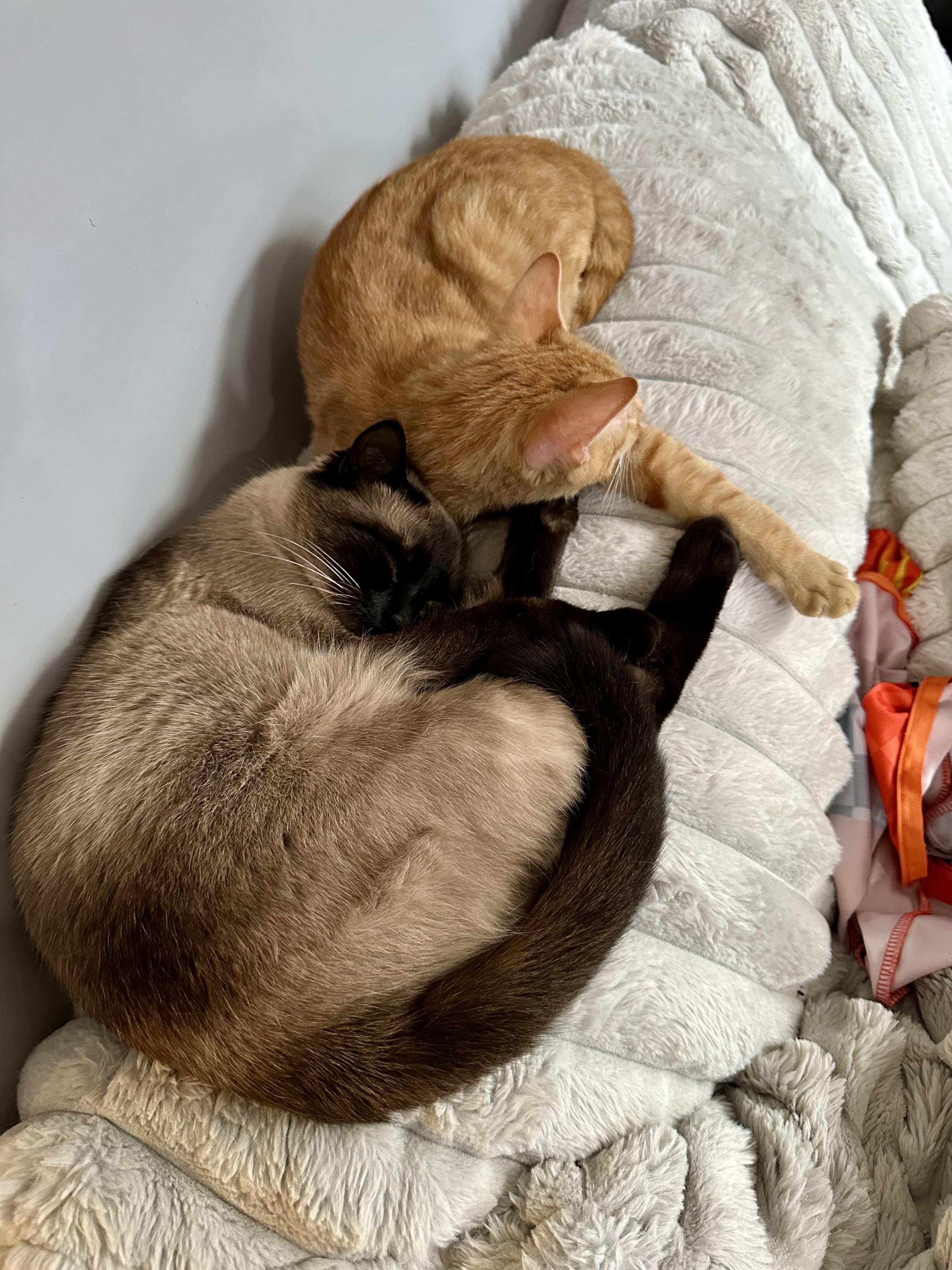 Enlarge Kevin, an adoptable Tabby in Bethel, CT image 4/6