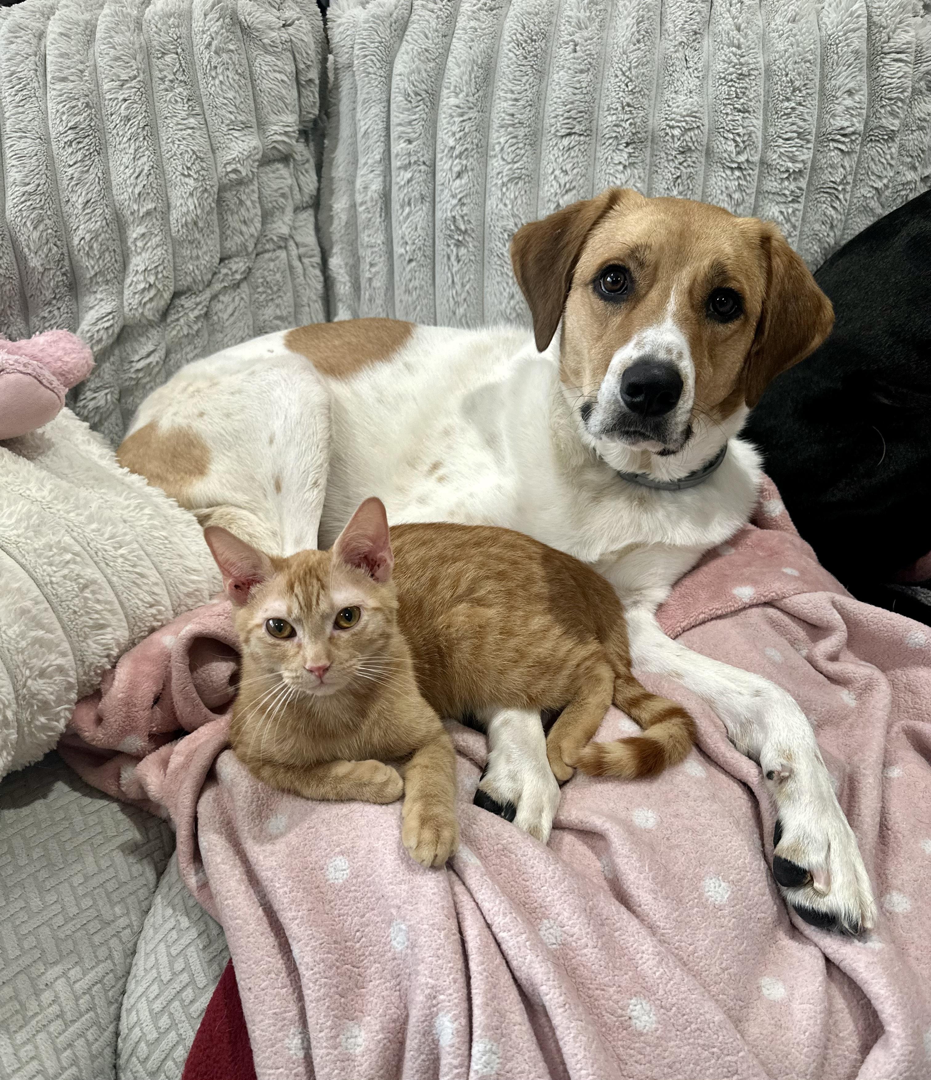 Enlarge Kevin, an adoptable Tabby in Bethel, CT image 5/6