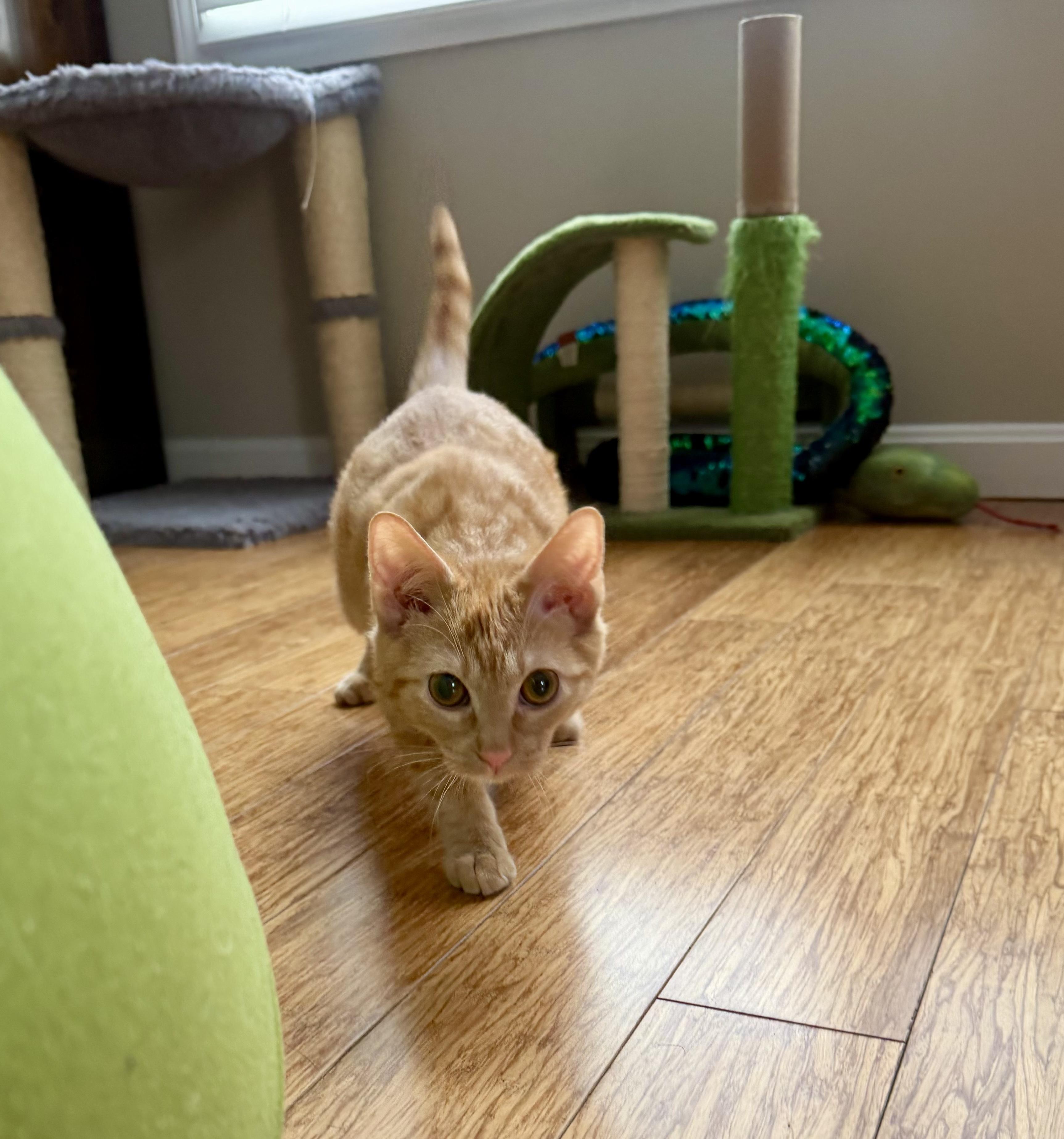 Enlarge Kevin, a ADOPTABLE Tabby in Bethel, CT image 5/6