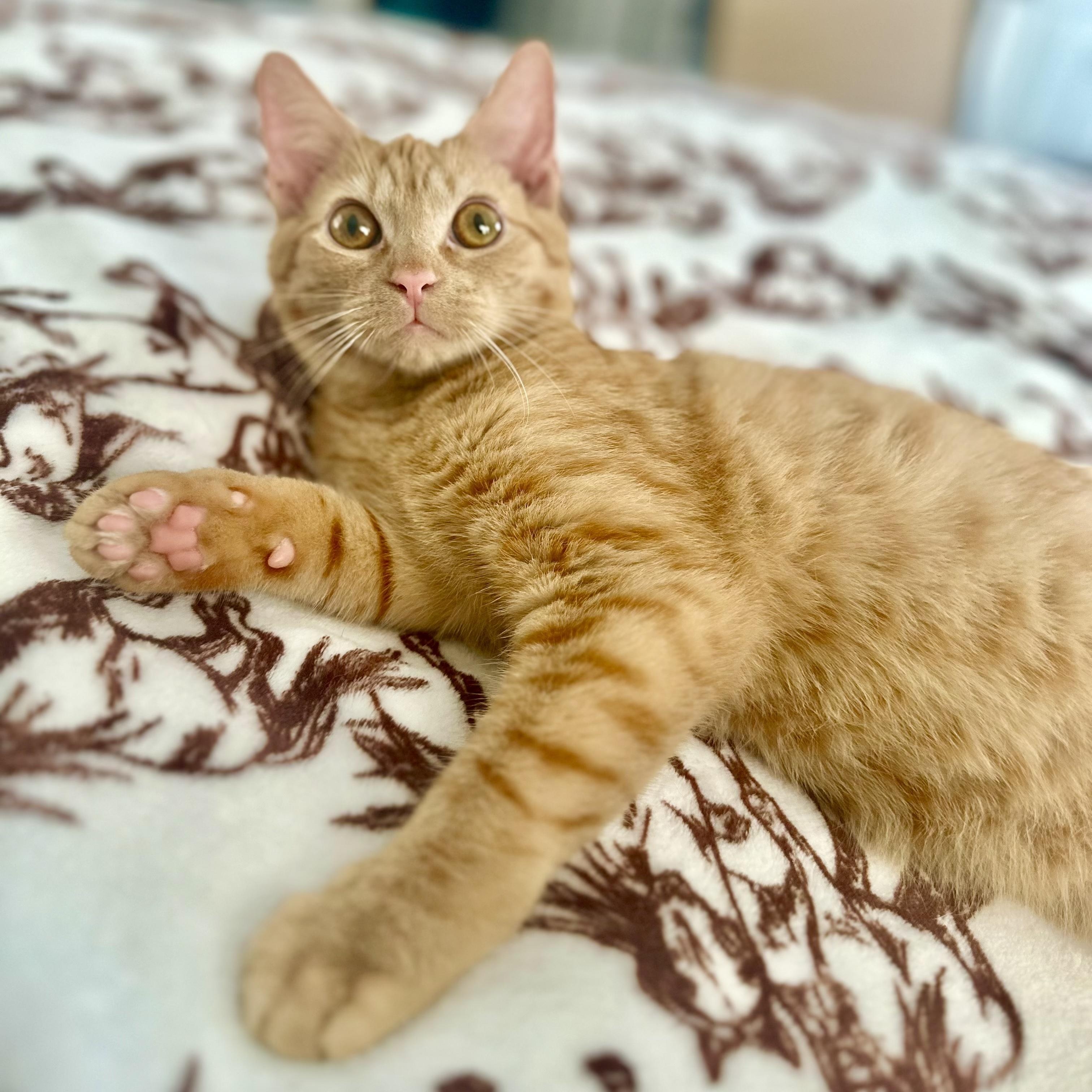 Enlarge Kevin, an adoptable Tabby in Bethel, CT image 1/6