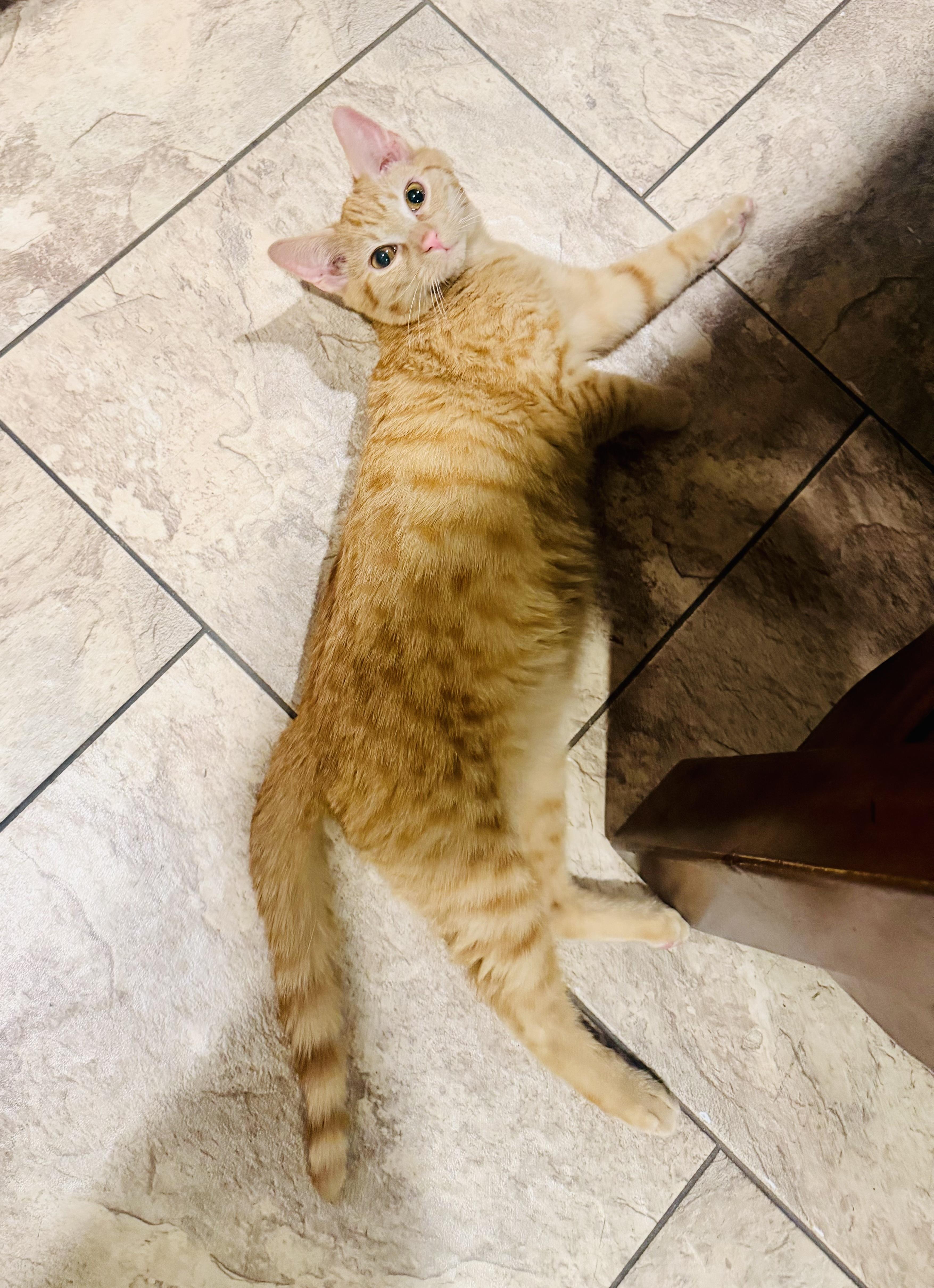 Enlarge Kevin, a ADOPTABLE Tabby in Bethel, CT image 3/6