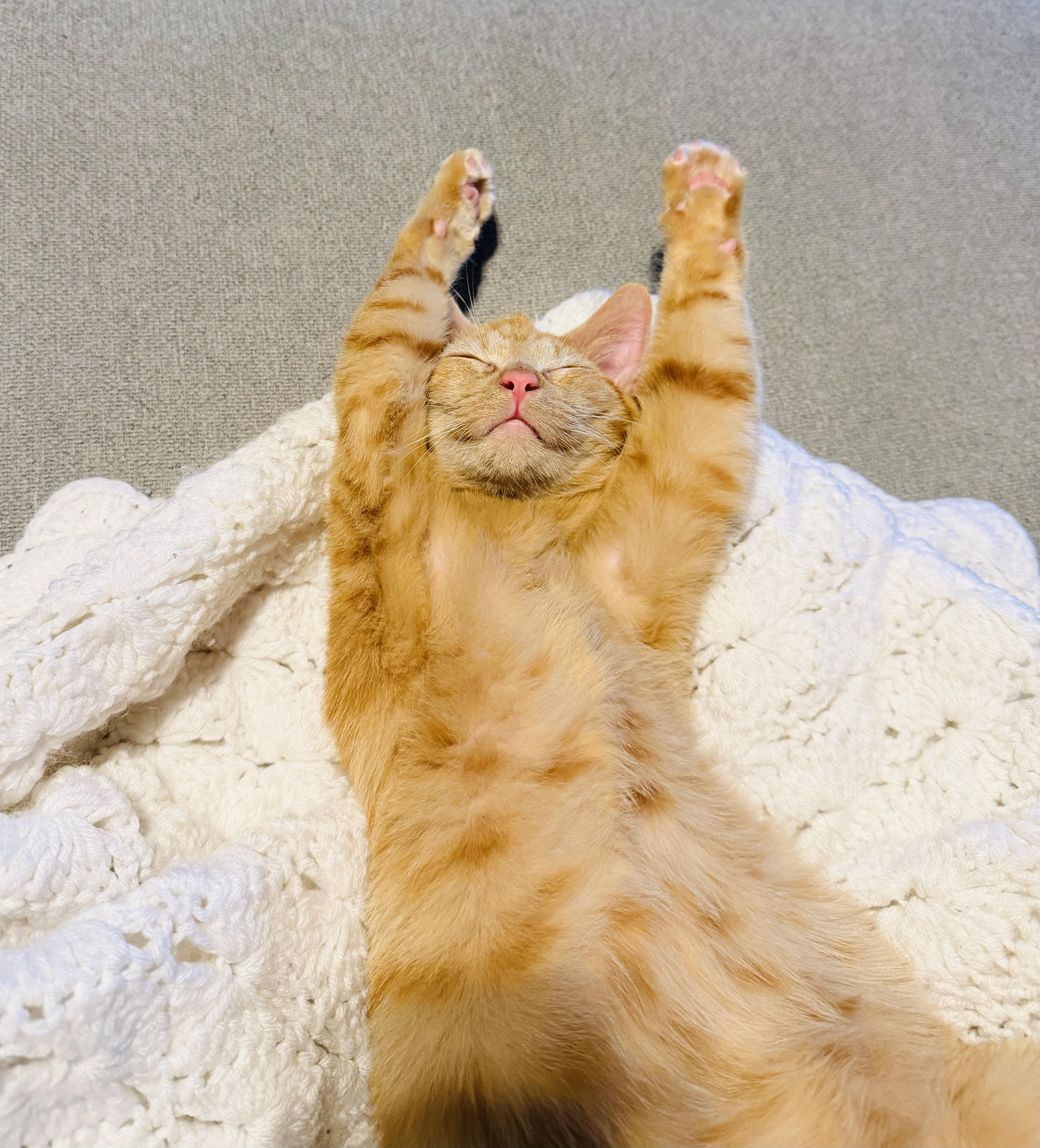 Enlarge Kevin, an adoptable Tabby in Bethel, CT image 2/6