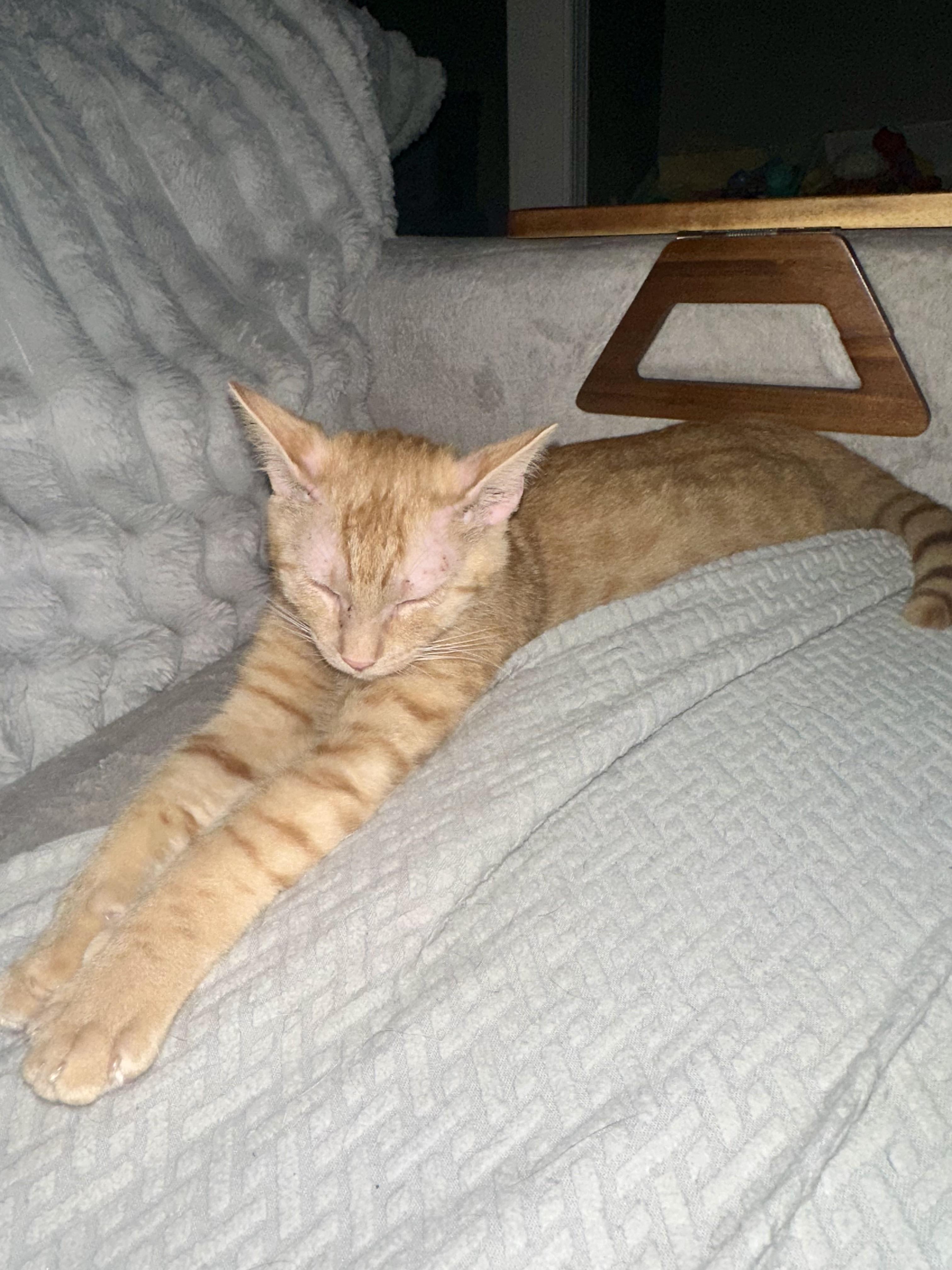 Enlarge Kevin, an adoptable Tabby in Bethel, CT image 6/6