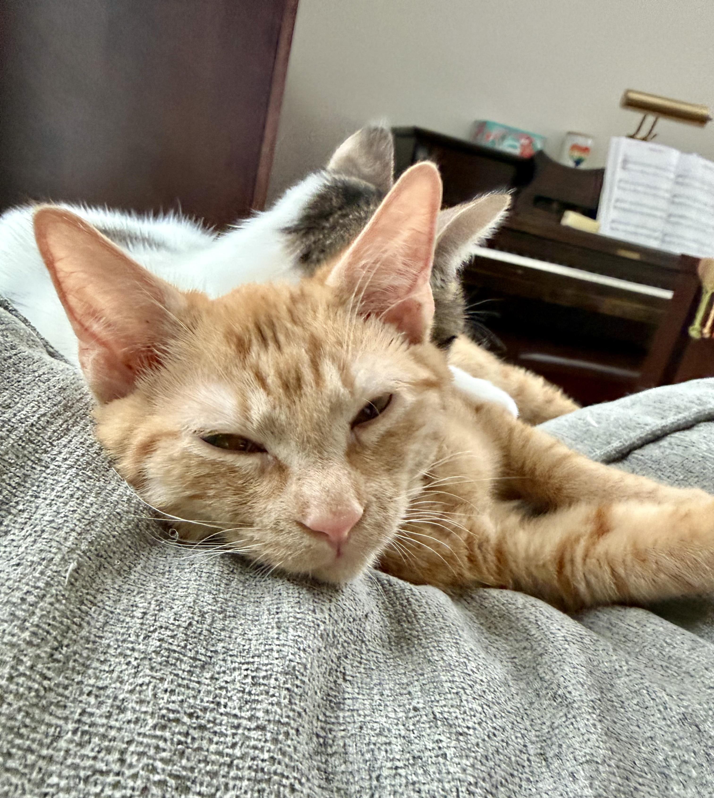 Enlarge Kevin, a ADOPTABLE Tabby in Bethel, CT image 4/6