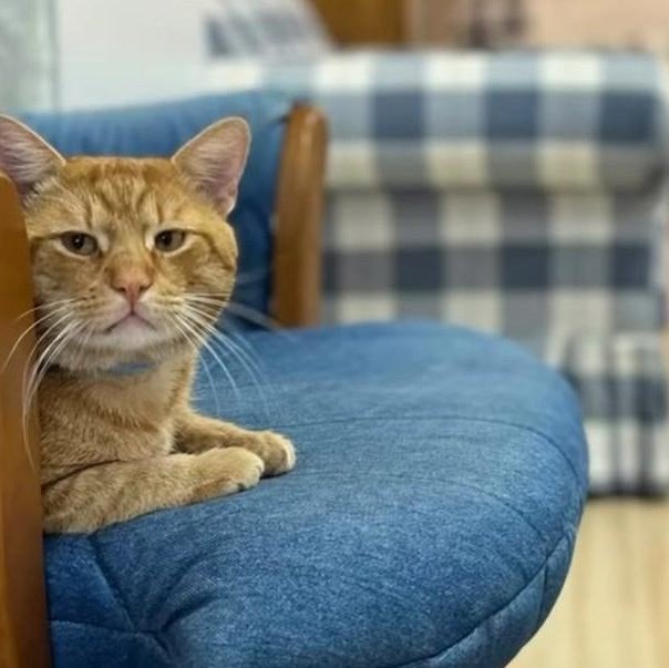 Enlarge Rocky, a Adoptable American Shorthair in Montclair, NJ image 1/2