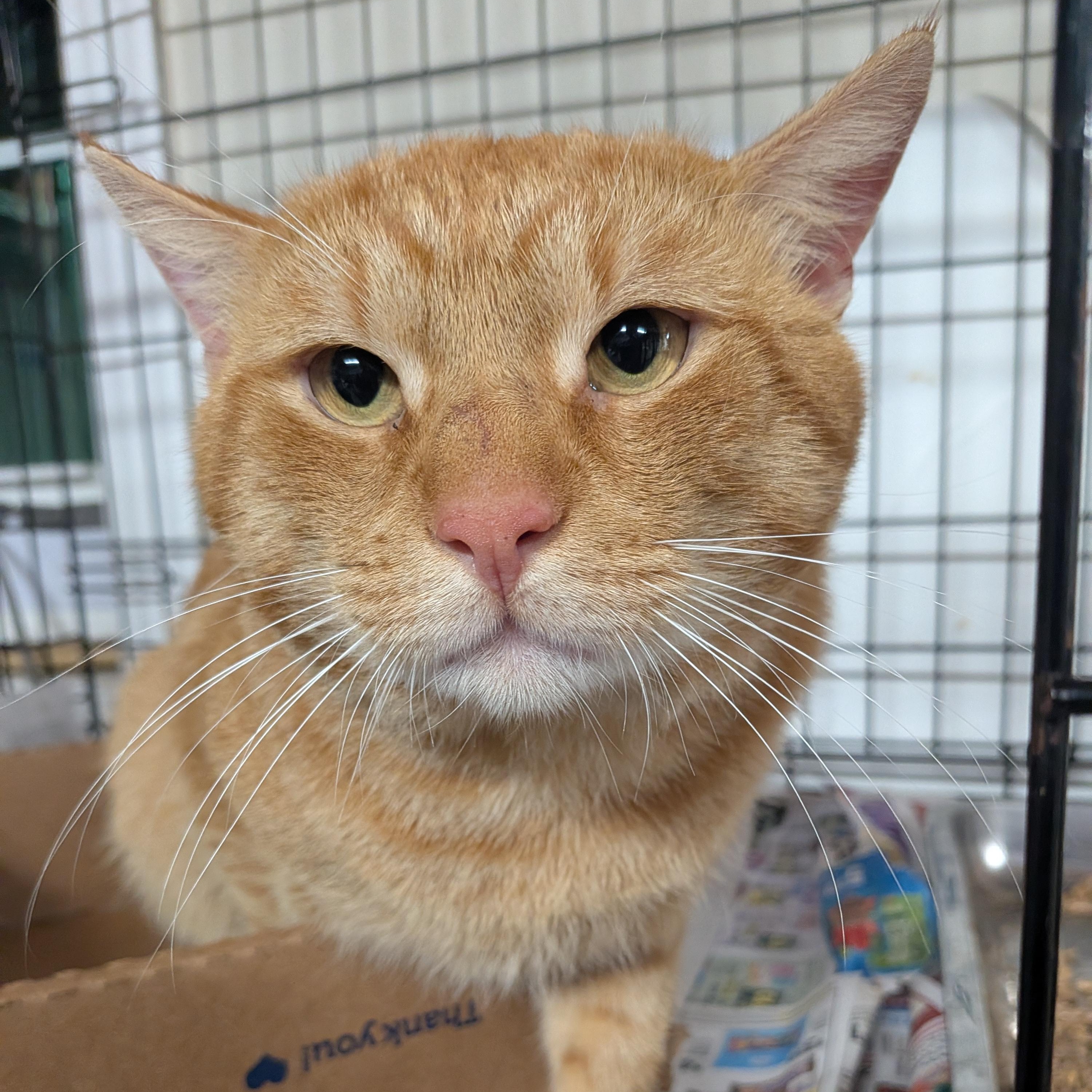 Enlarge Rocky, a Adoptable American Shorthair in Montclair, NJ image 2/2