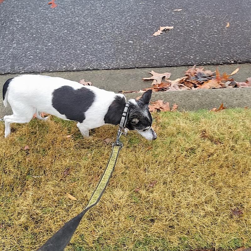 Enlarge Violet (SC), a Adoptable Rat Terrier in Greenville, SC image 1/3