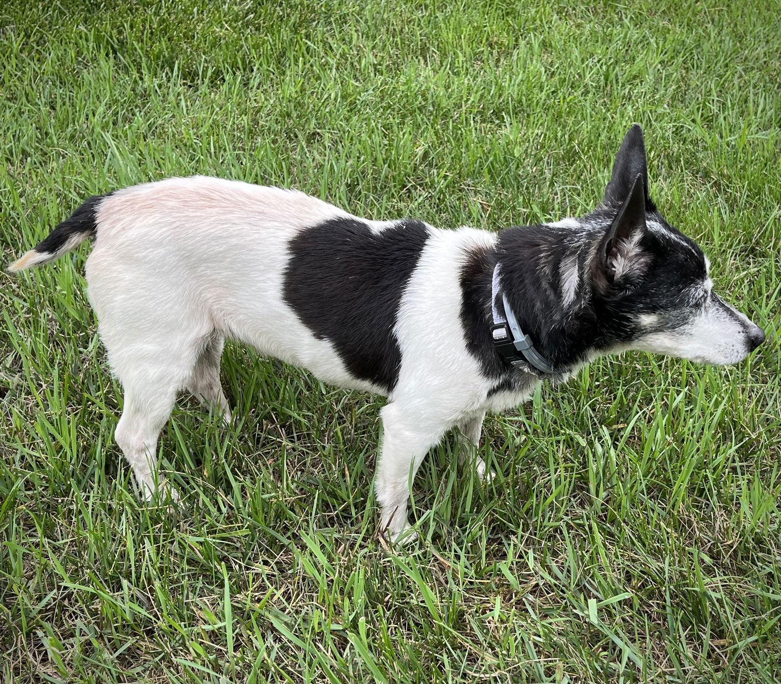 Violet (SC), a Adoptable Rat Terrier in Greenville, SC image 1/3