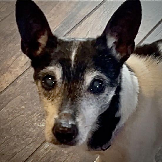 Violet (SC), a Adoptable Rat Terrier in Greenville, SC image 2/3