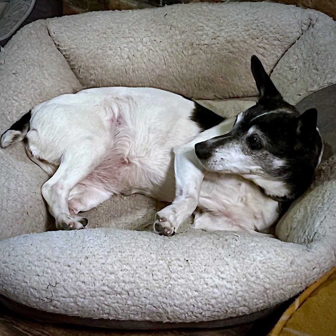 Enlarge Violet (SC), a Adoptable Rat Terrier in Greenville, SC image 3/3