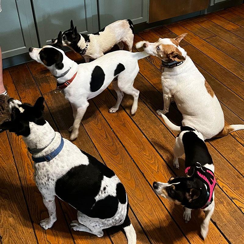 Violet (SC), a Adoptable Rat Terrier in Greenville, SC image 3/3