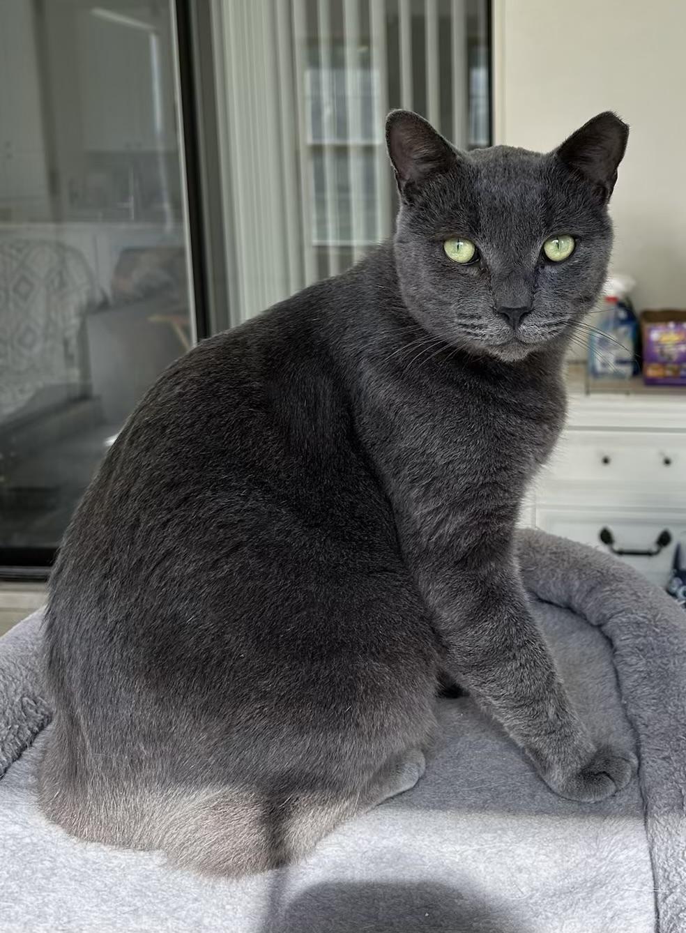 Maverick, Adult Male unknown