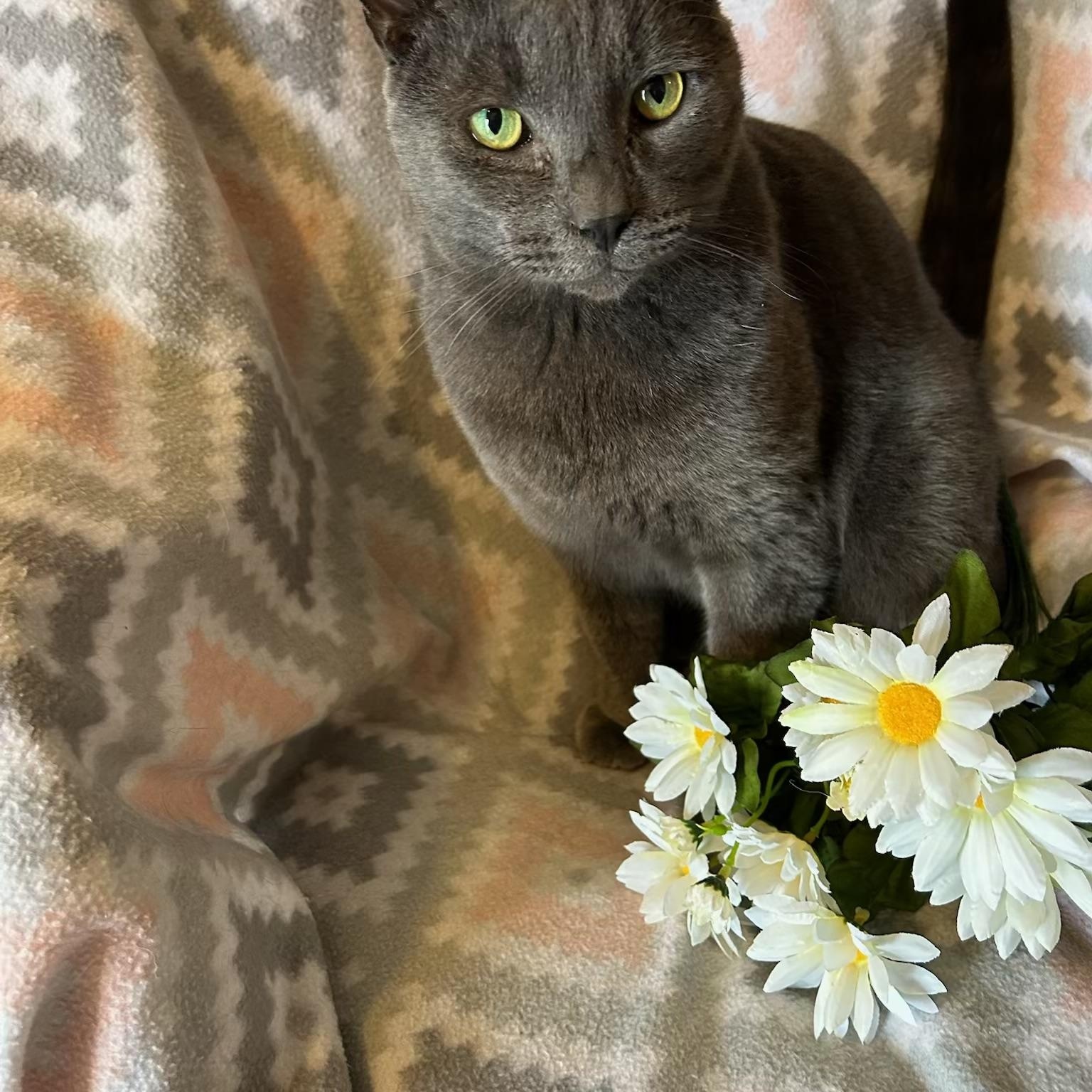 Enlarge Maverick, a Adoptable mixed breed in Brooksville, FL image 2/4