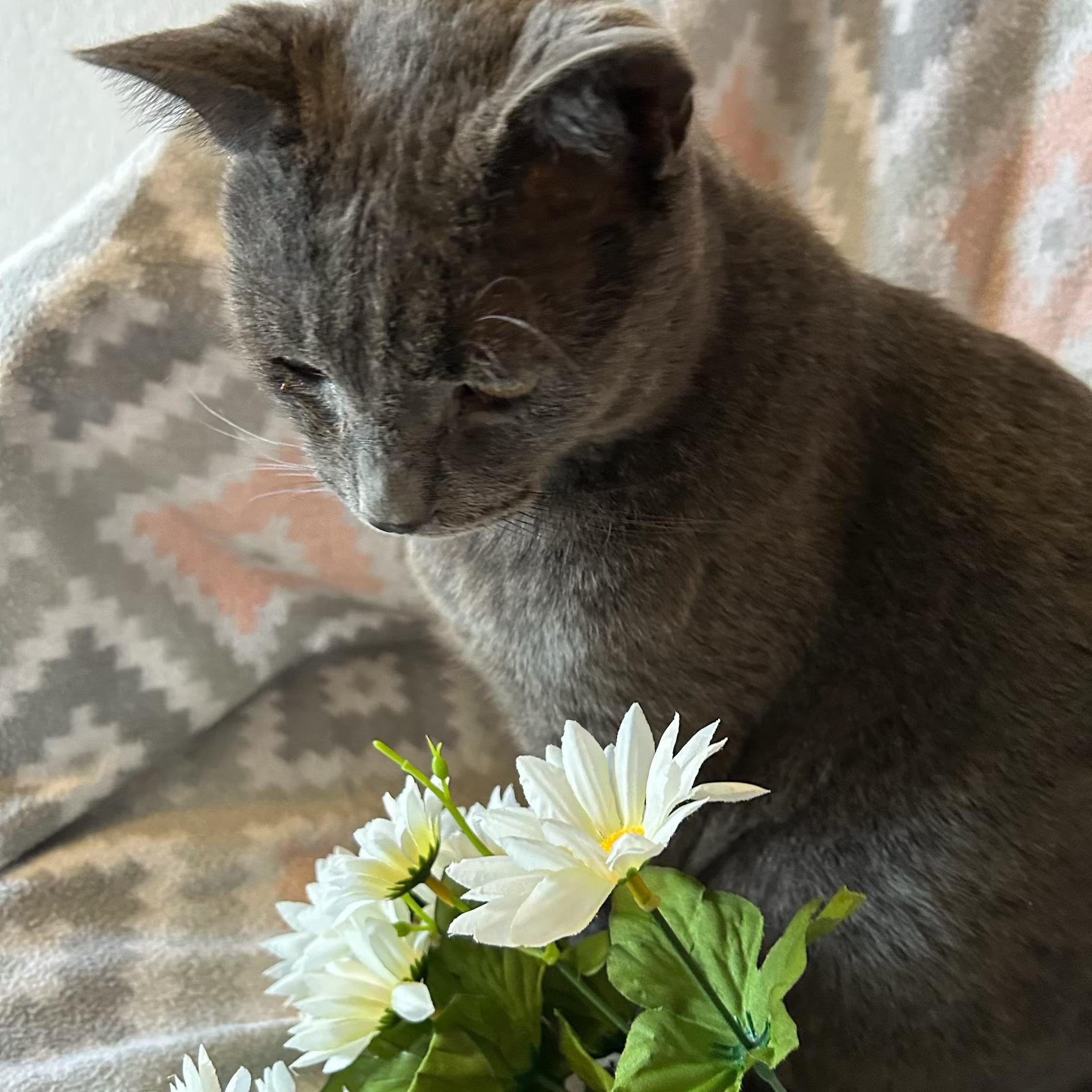 Enlarge Maverick, a Adoptable mixed breed in Brooksville, FL image 4/4