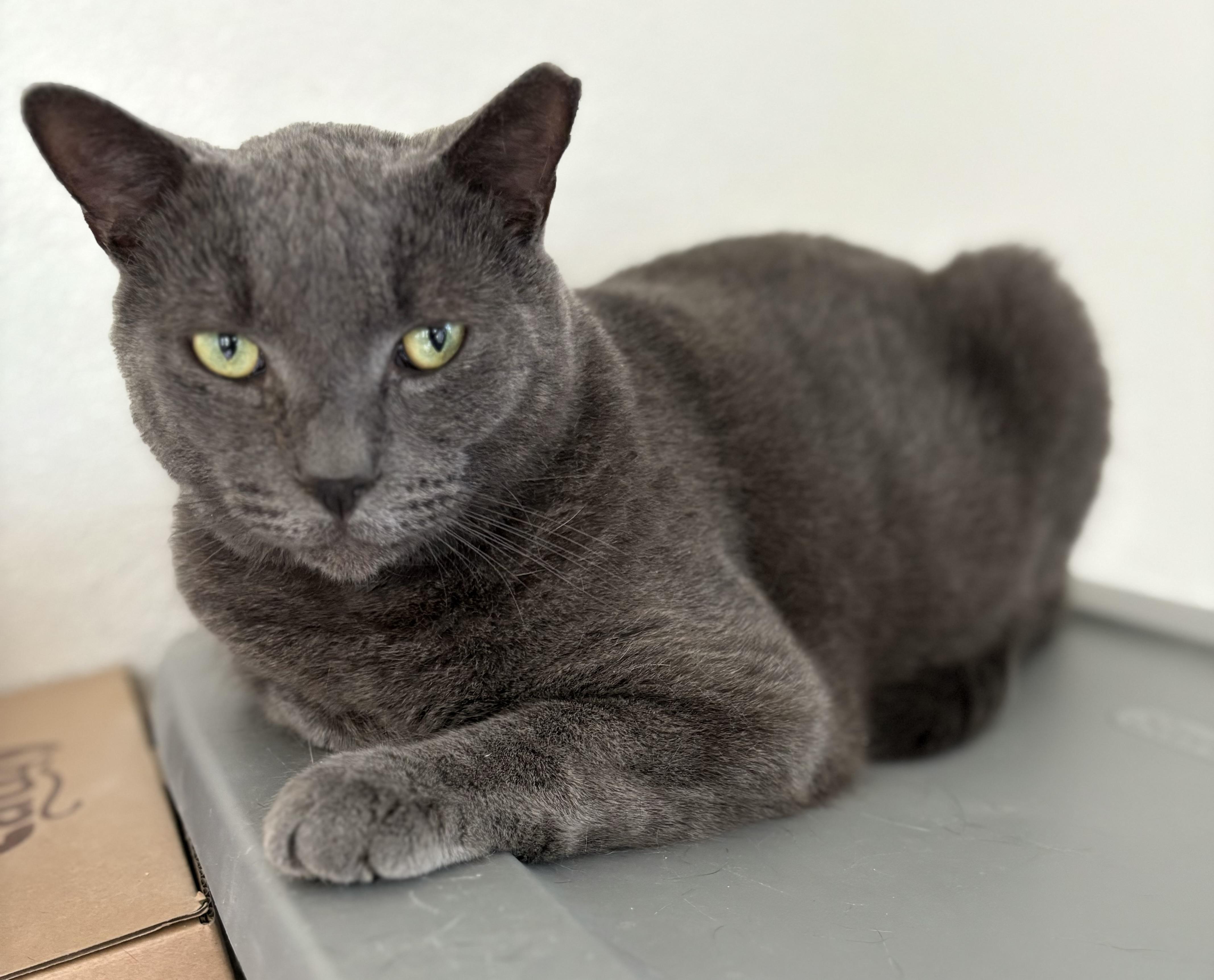 Enlarge Maverick, a Adoptable mixed breed in Brooksville, FL image 3/4