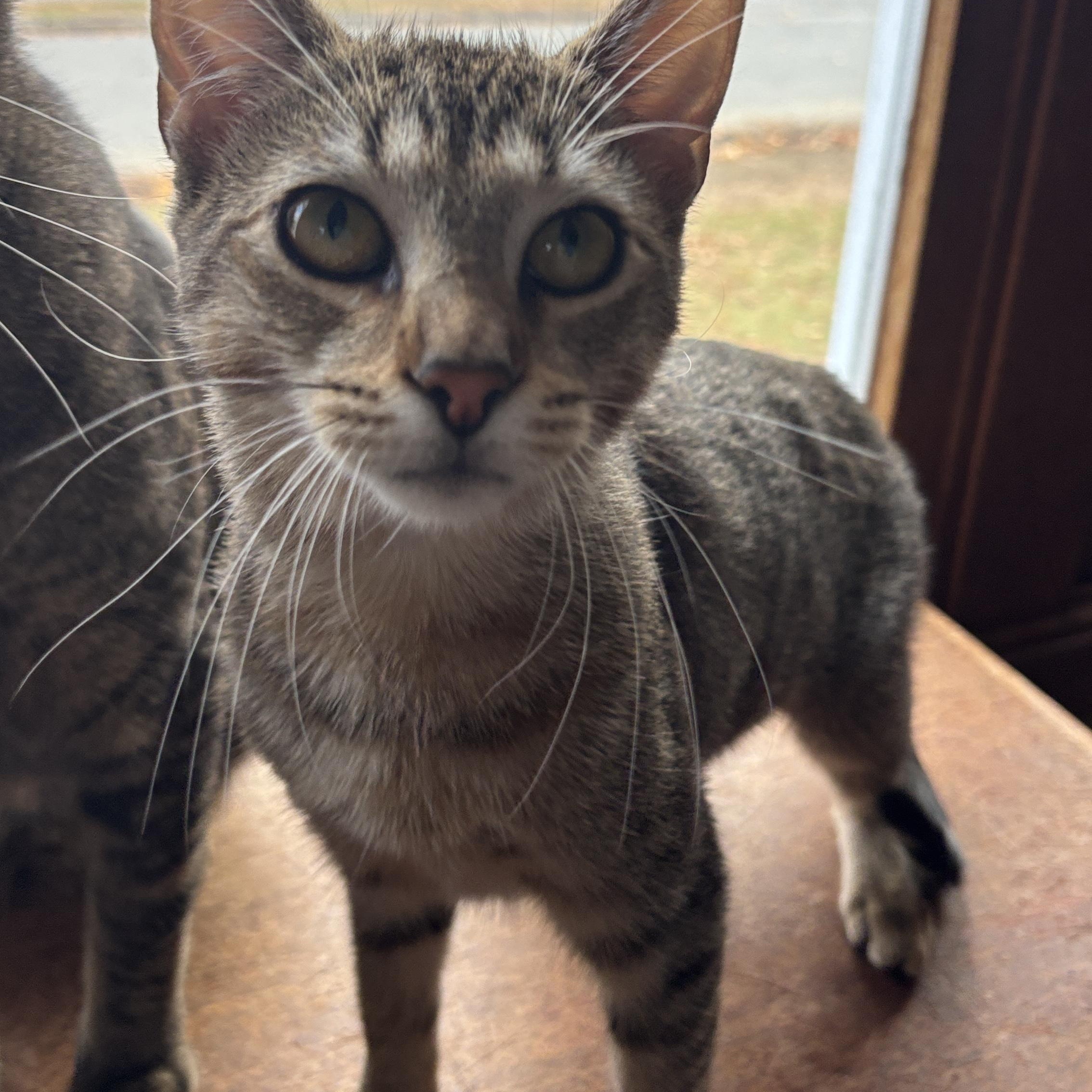 Viv, a Adoptable Domestic Short Hair in Melrose, MA image 3/4