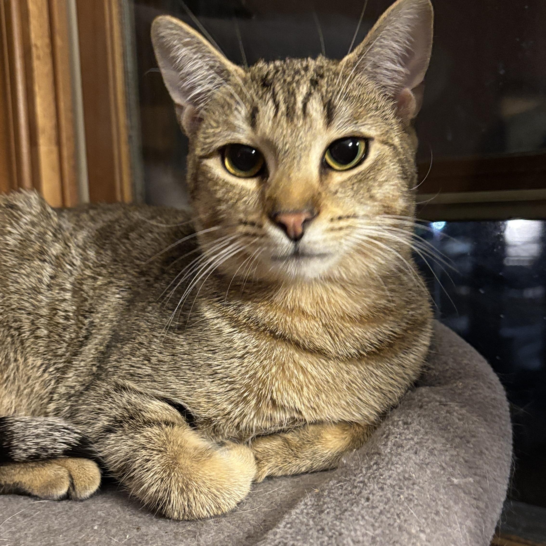 Enlarge Viv, a Adoptable Domestic Short Hair in Melrose, MA image 1/4