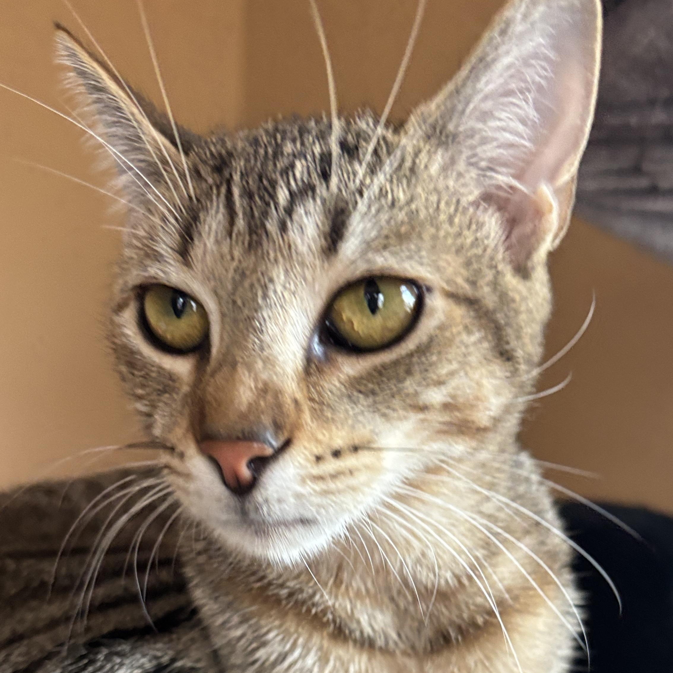 Viv, a Adoptable Domestic Short Hair in Melrose, MA image 4/4