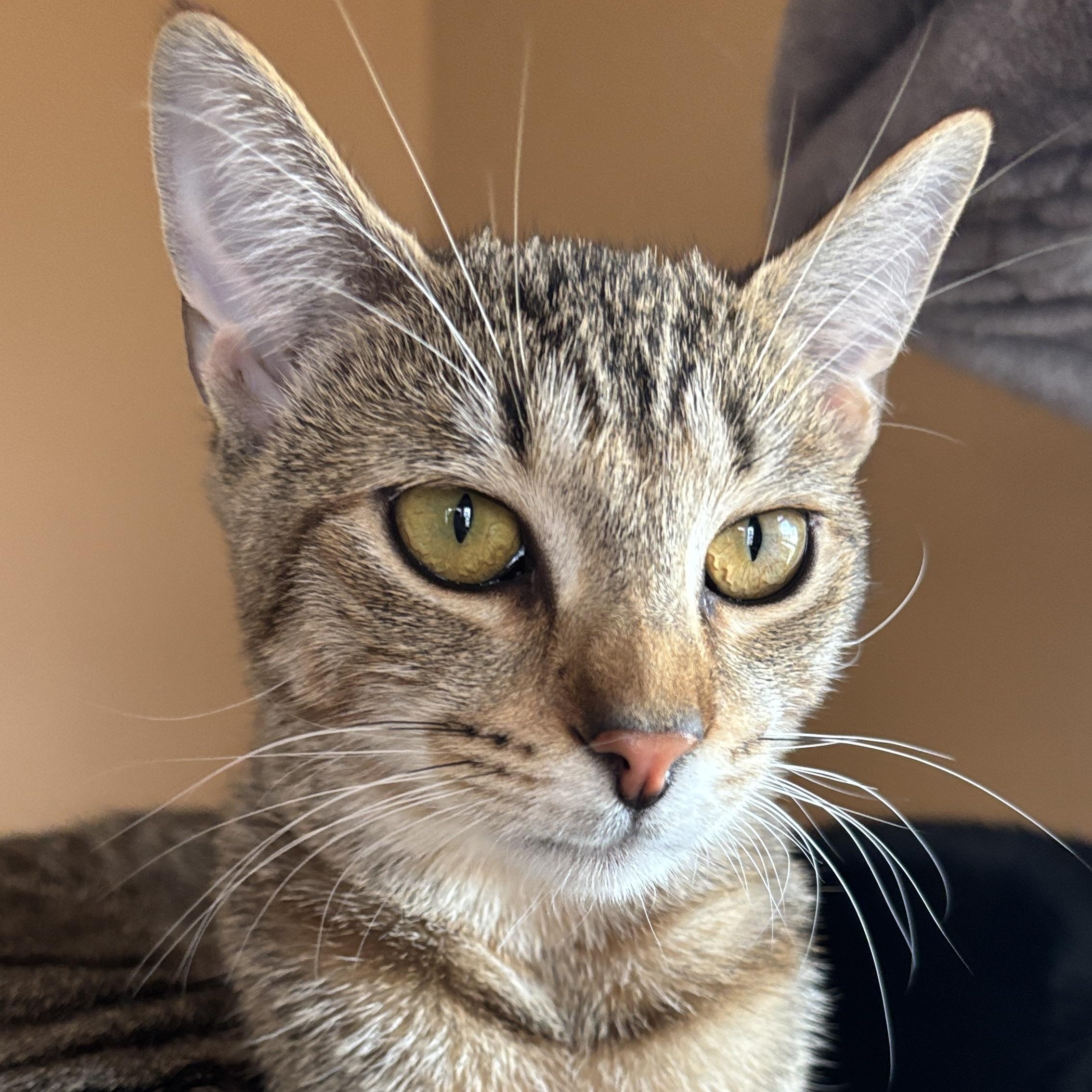 Enlarge Viv, a Adoptable Domestic Short Hair in Melrose, MA image 2/4