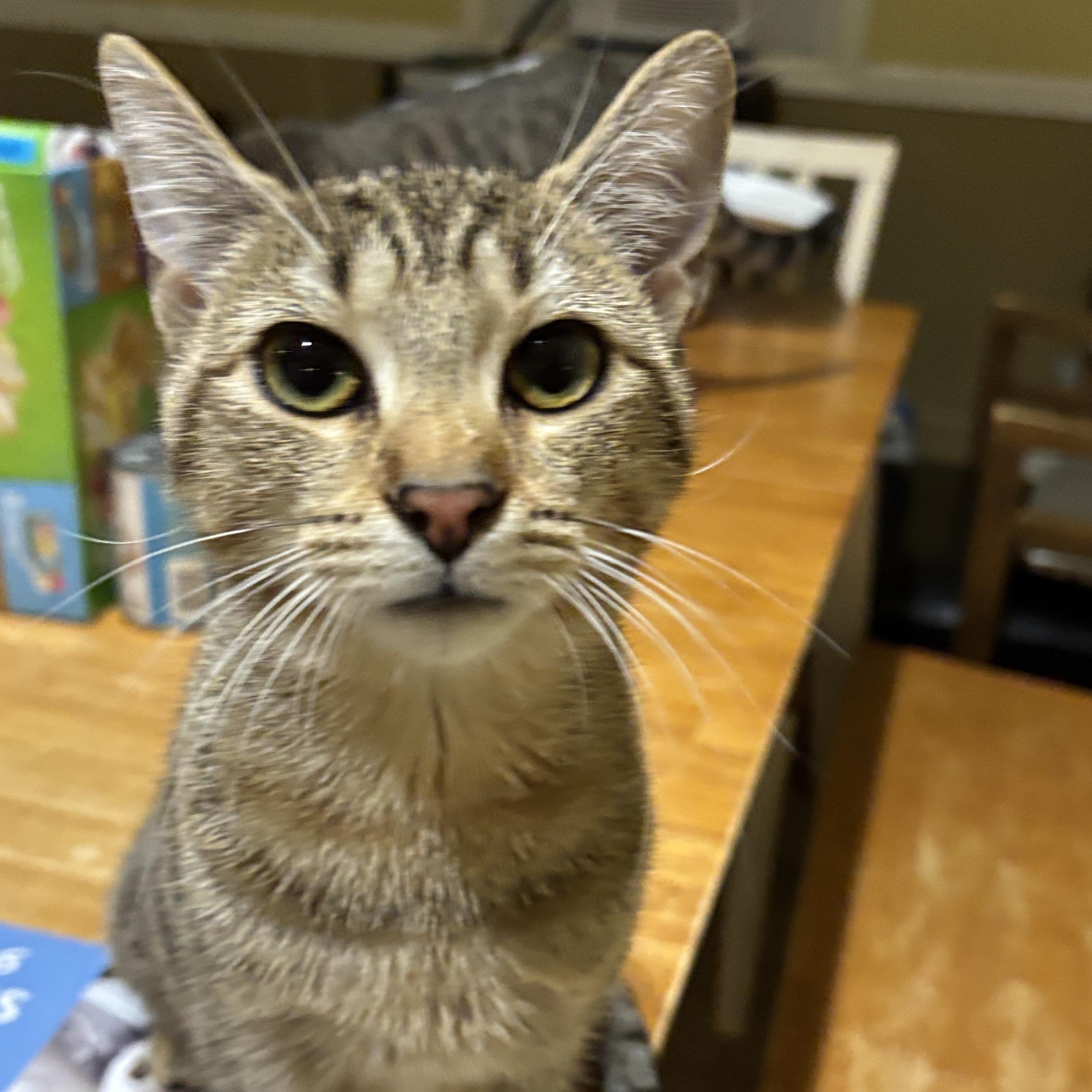 Enlarge Viv, a Adoptable Domestic Short Hair in Melrose, MA image 3/4