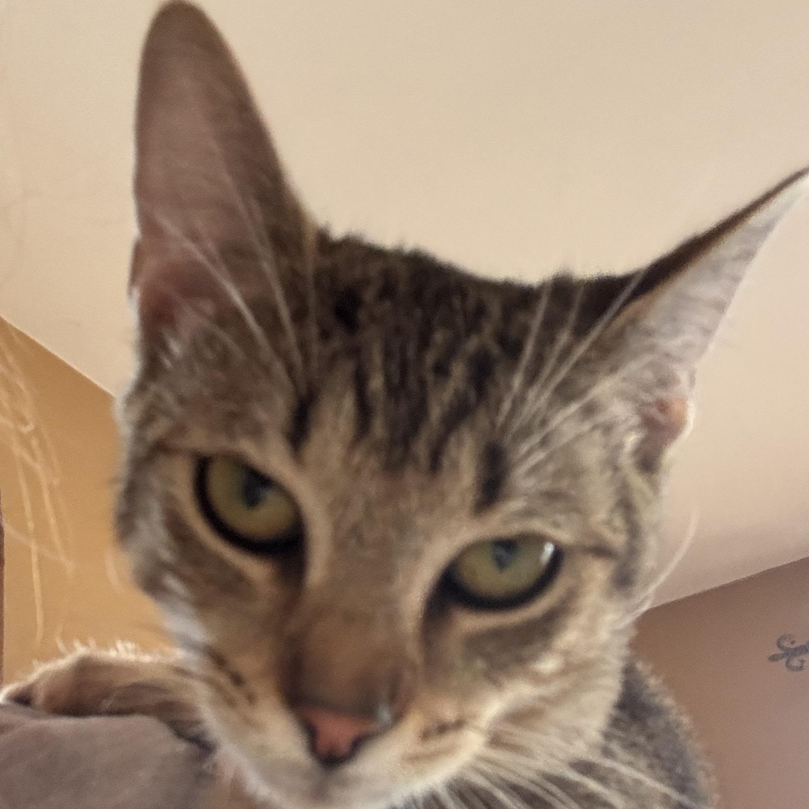 Viv, a Adoptable Domestic Short Hair in Melrose, MA image 2/4