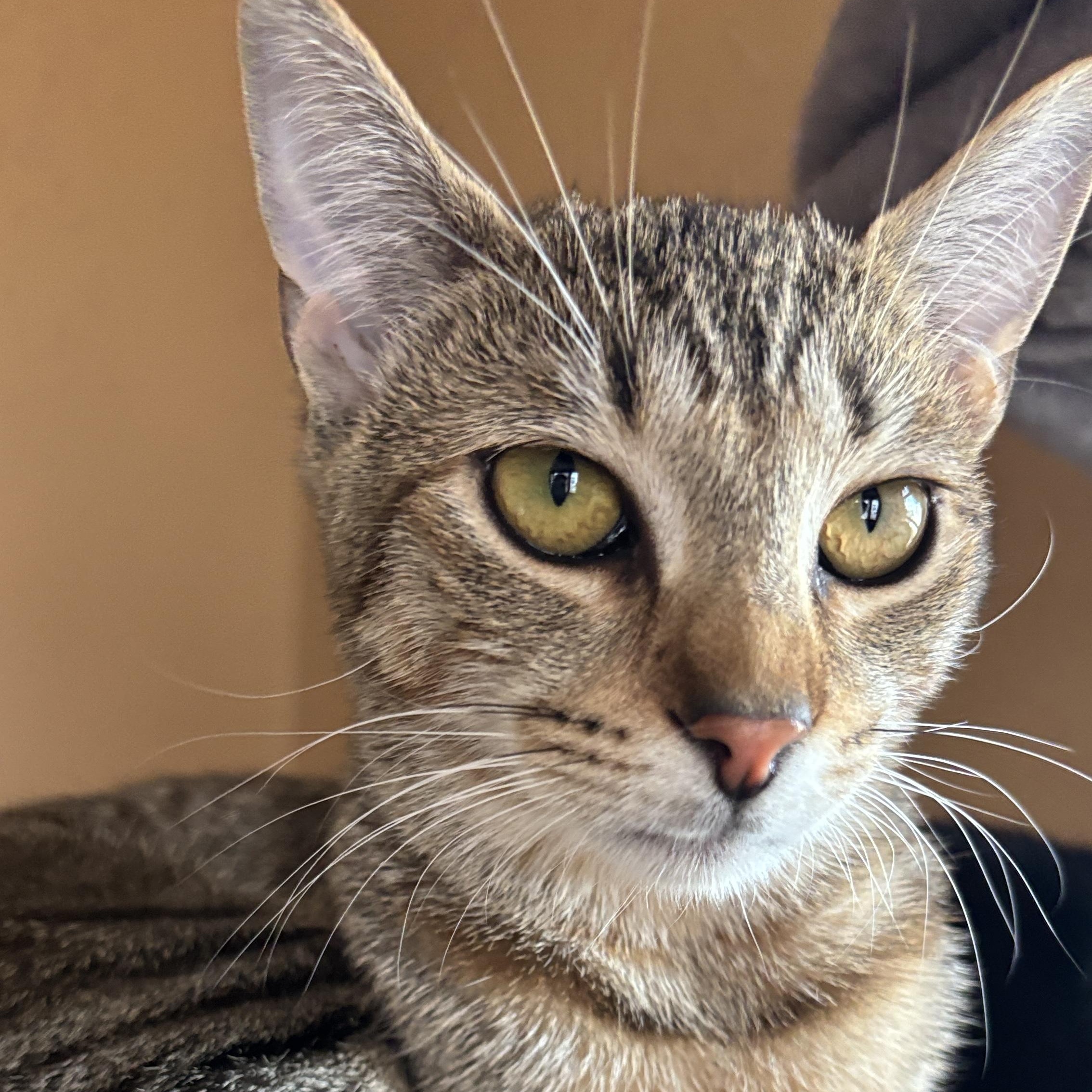 Viv, Adoptable, Young Female Domestic Short Hair.