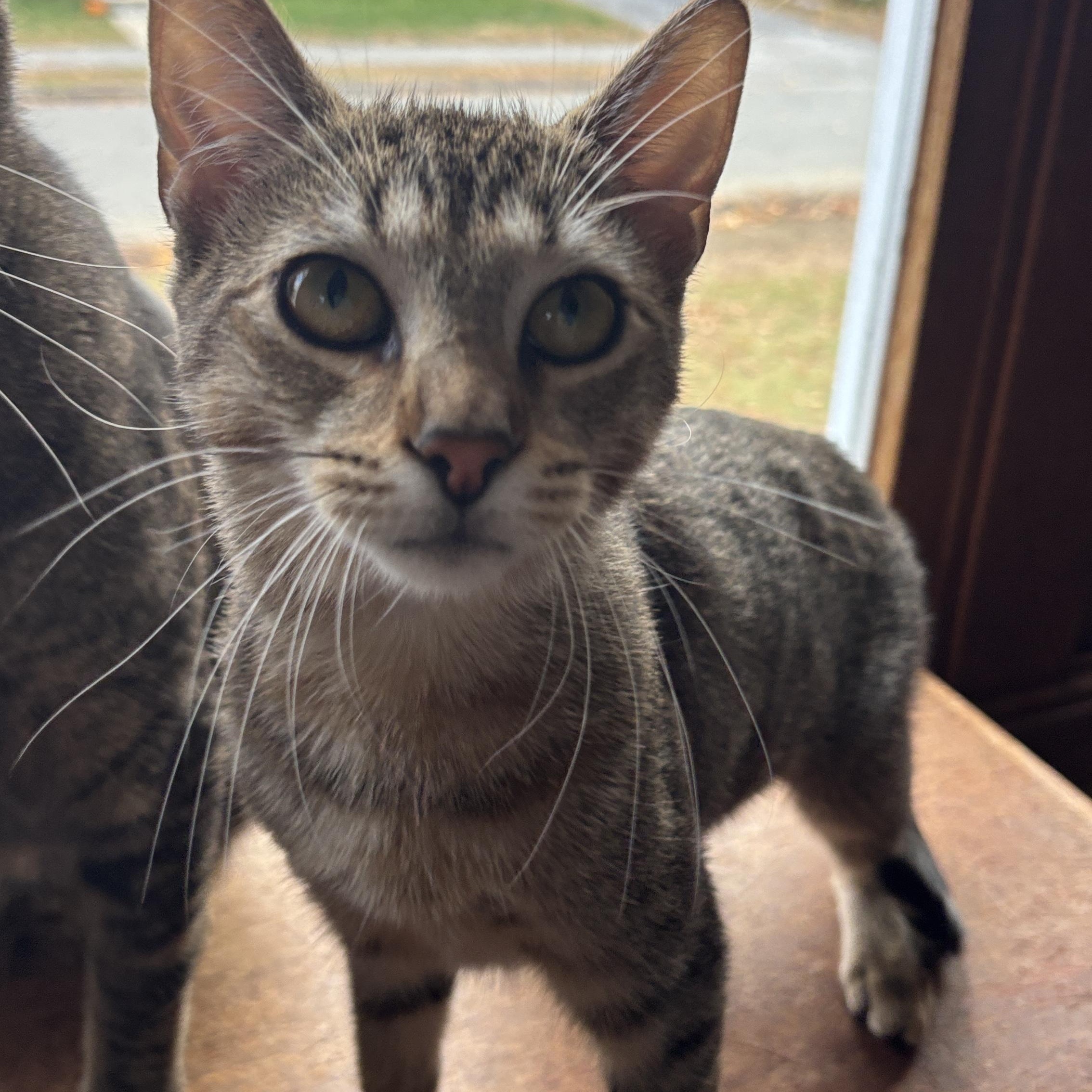 Enlarge Viv, a Adoptable Domestic Short Hair in Melrose, MA image 4/4